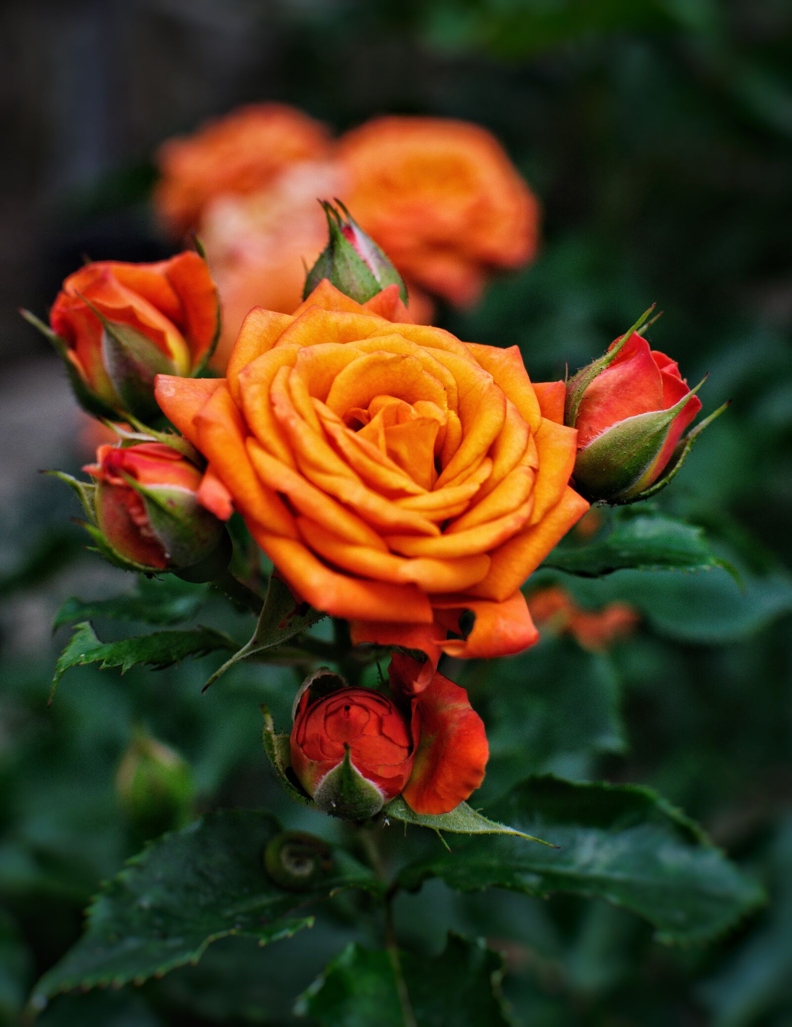 Nikon D7200 sample photo. Rose, nature, flower photography