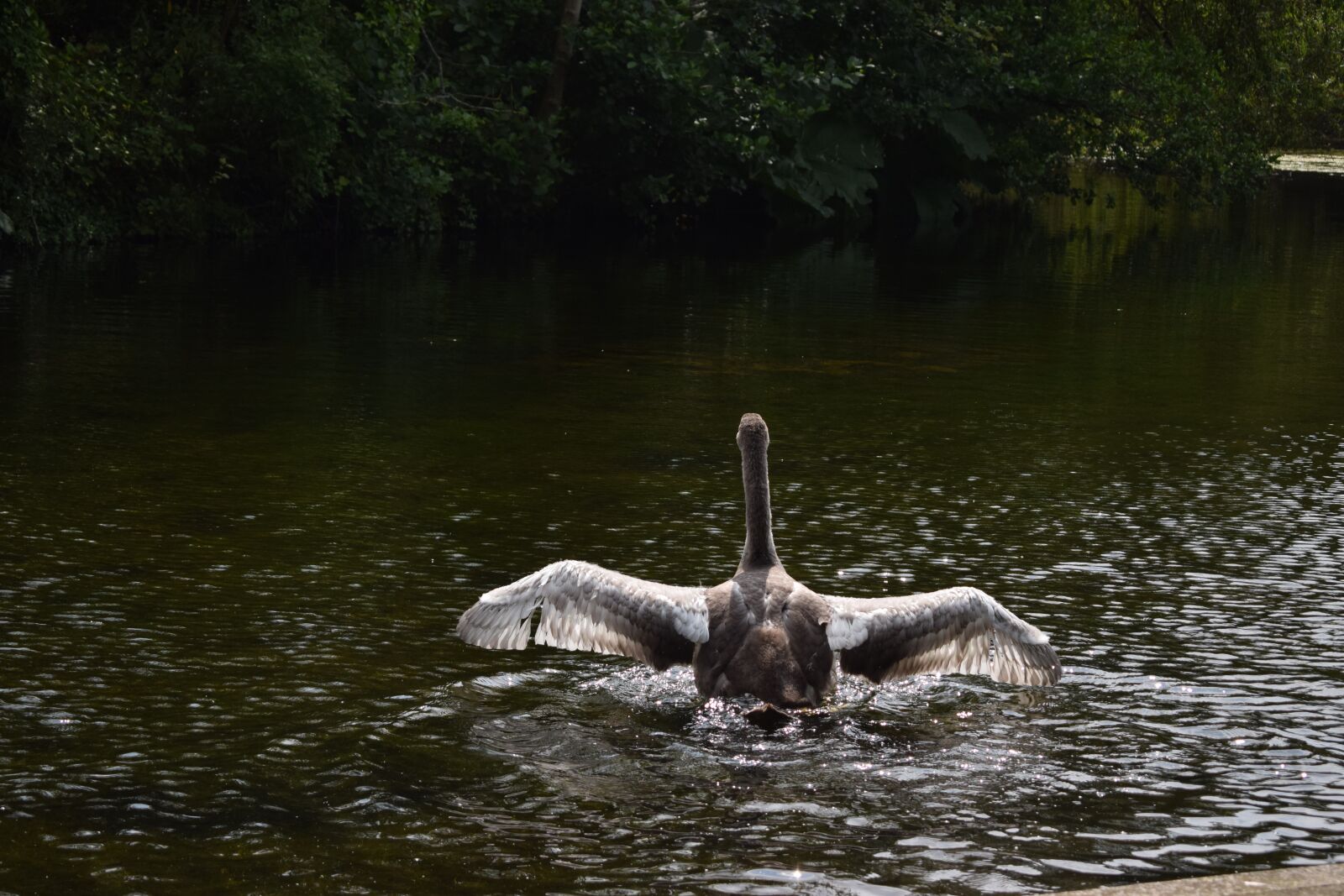 Nikon D3300 sample photo. Cygnet, swan, grey photography