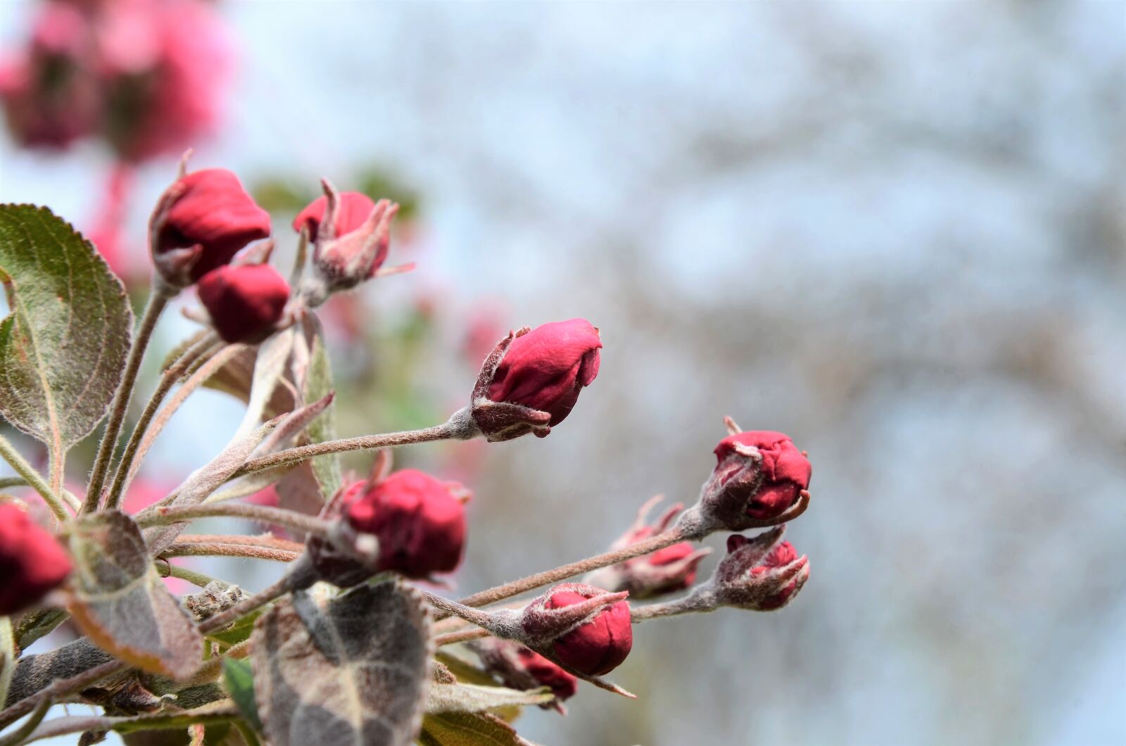 Nikon D7000 sample photo. Here crab apple tree photography