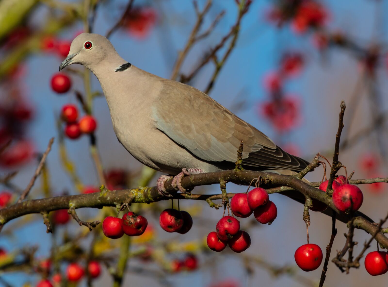 Canon EOS 7D Mark II sample photo. Collared dove, doves, wildlife photography