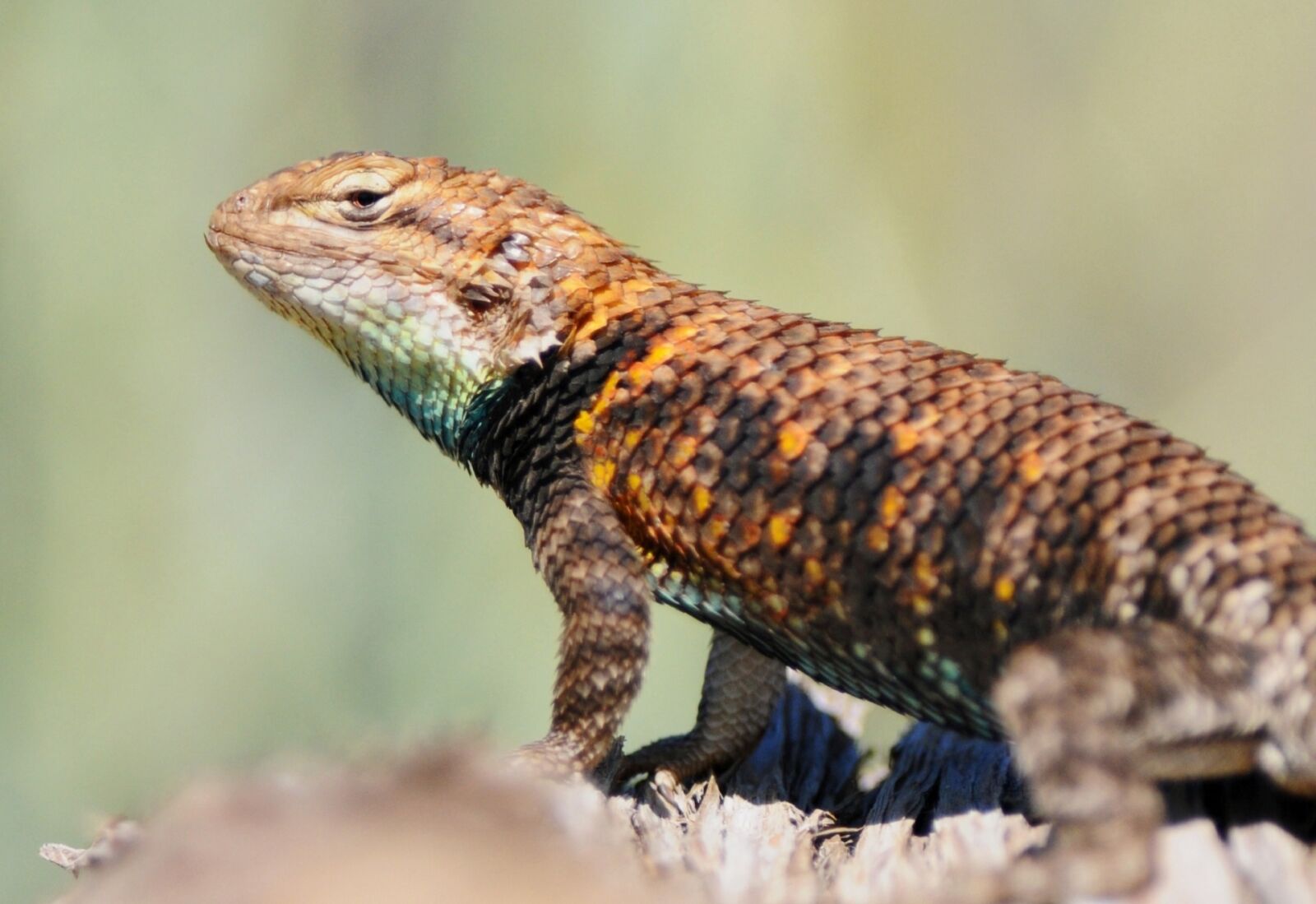 Nikon D300 sample photo. Desert spiny lizard, reptile photography