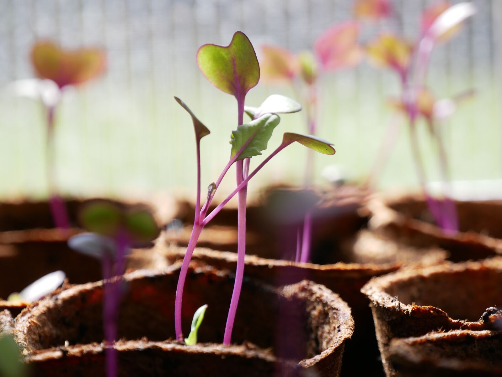 Росток интернет магазин семена. Росток розы. Seed Sprout seedling Plant for Kids.