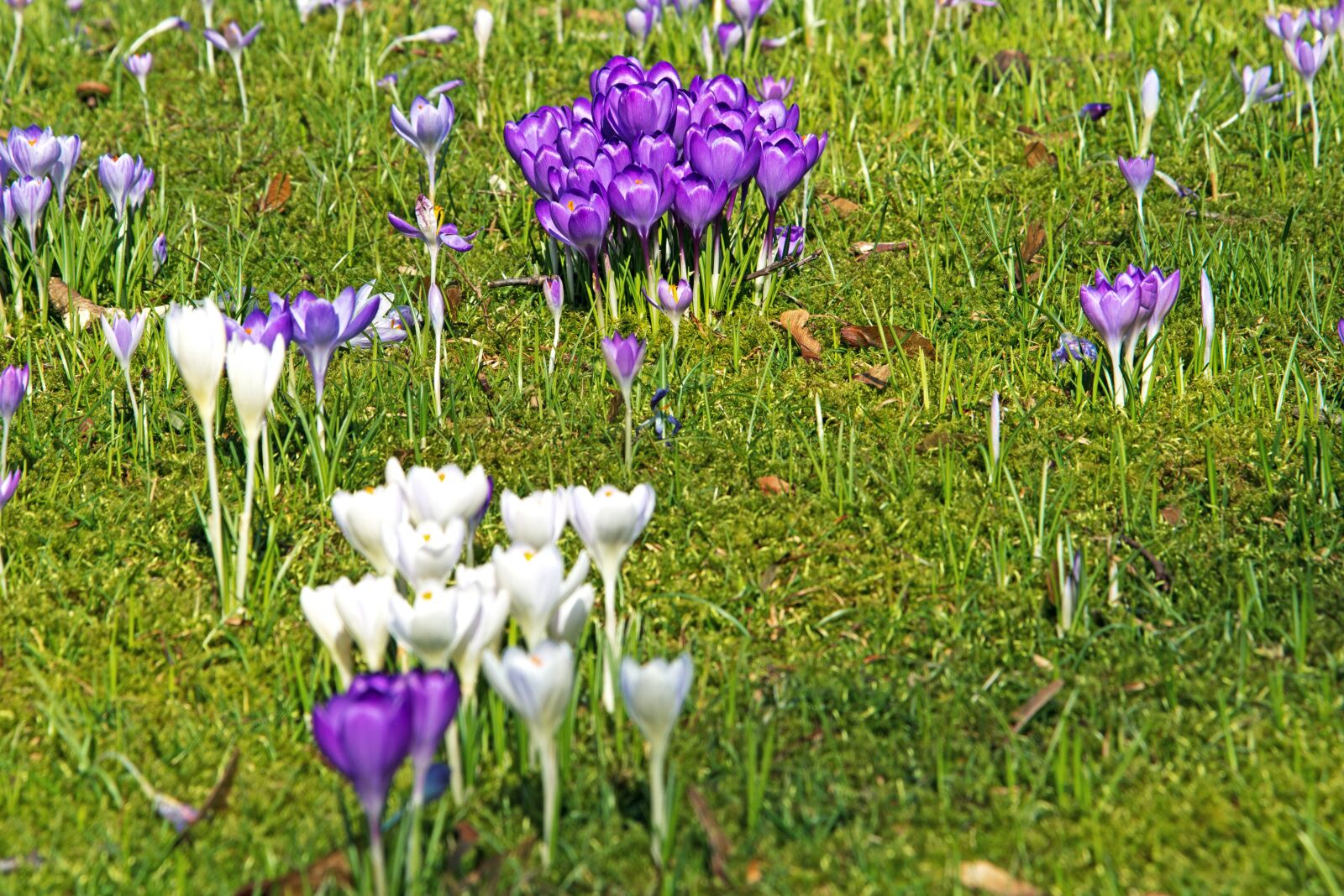 Nikon D800 sample photo. Crocus, spring, flower bed photography