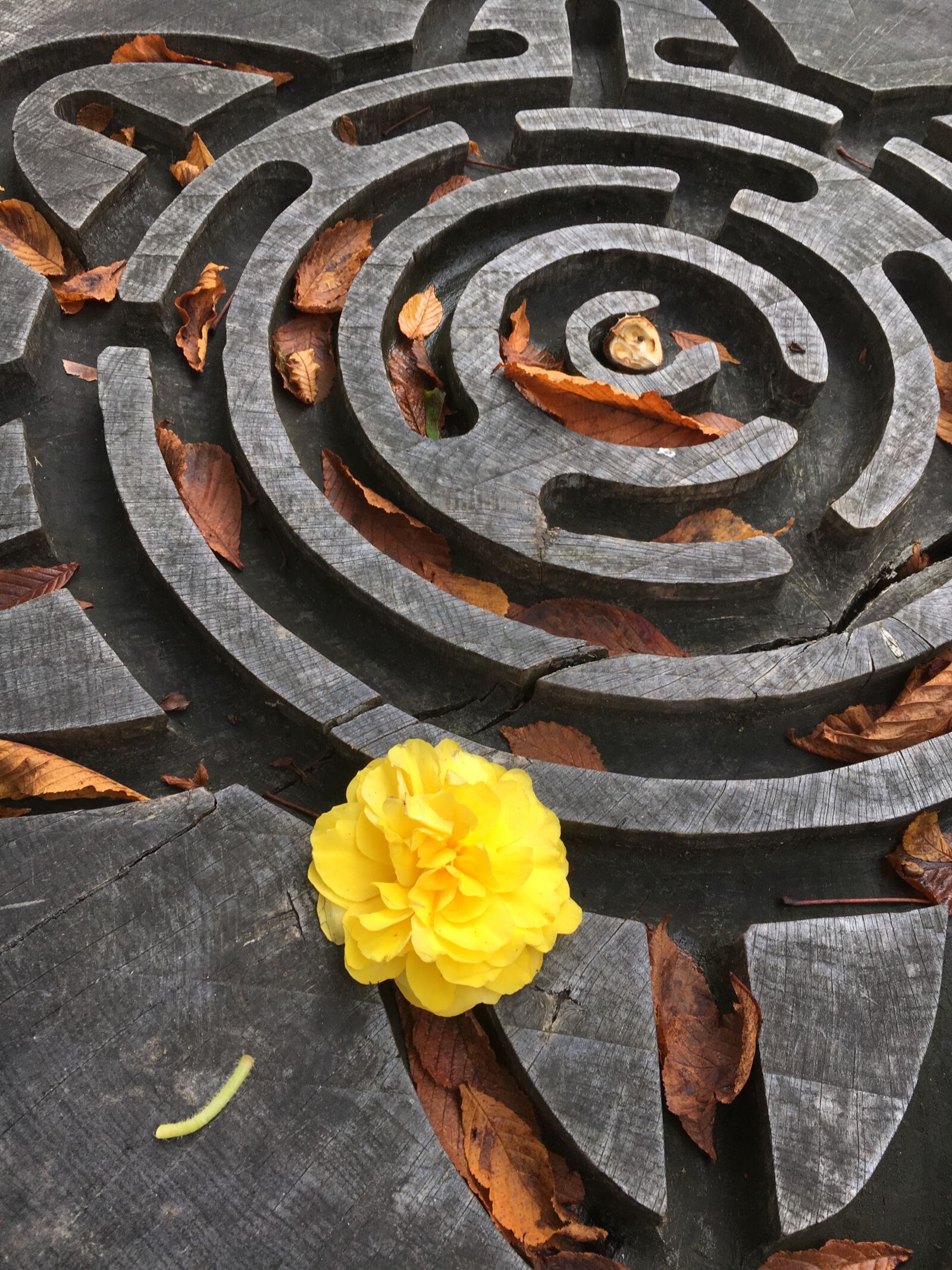 iPhone 6s back camera 4.15mm f/2.2 sample photo. Maze, wood, flower photography