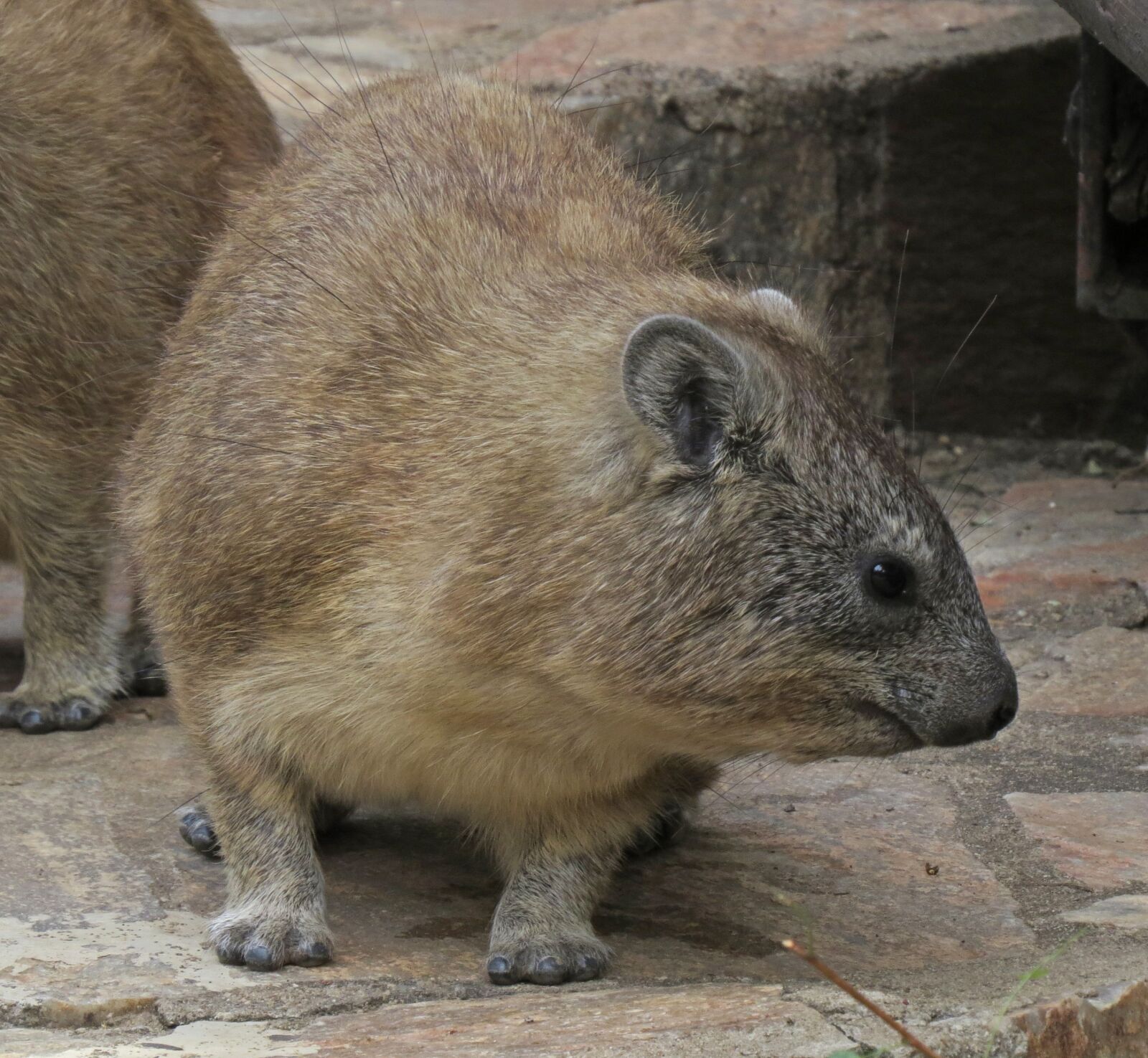 Canon PowerShot SX50 HS sample photo. Hyrax, rodent, cute photography