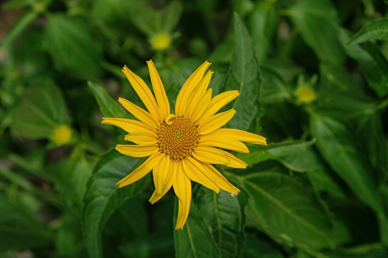 Samsung GX-20 sample photo. Flower, yellow, plant photography