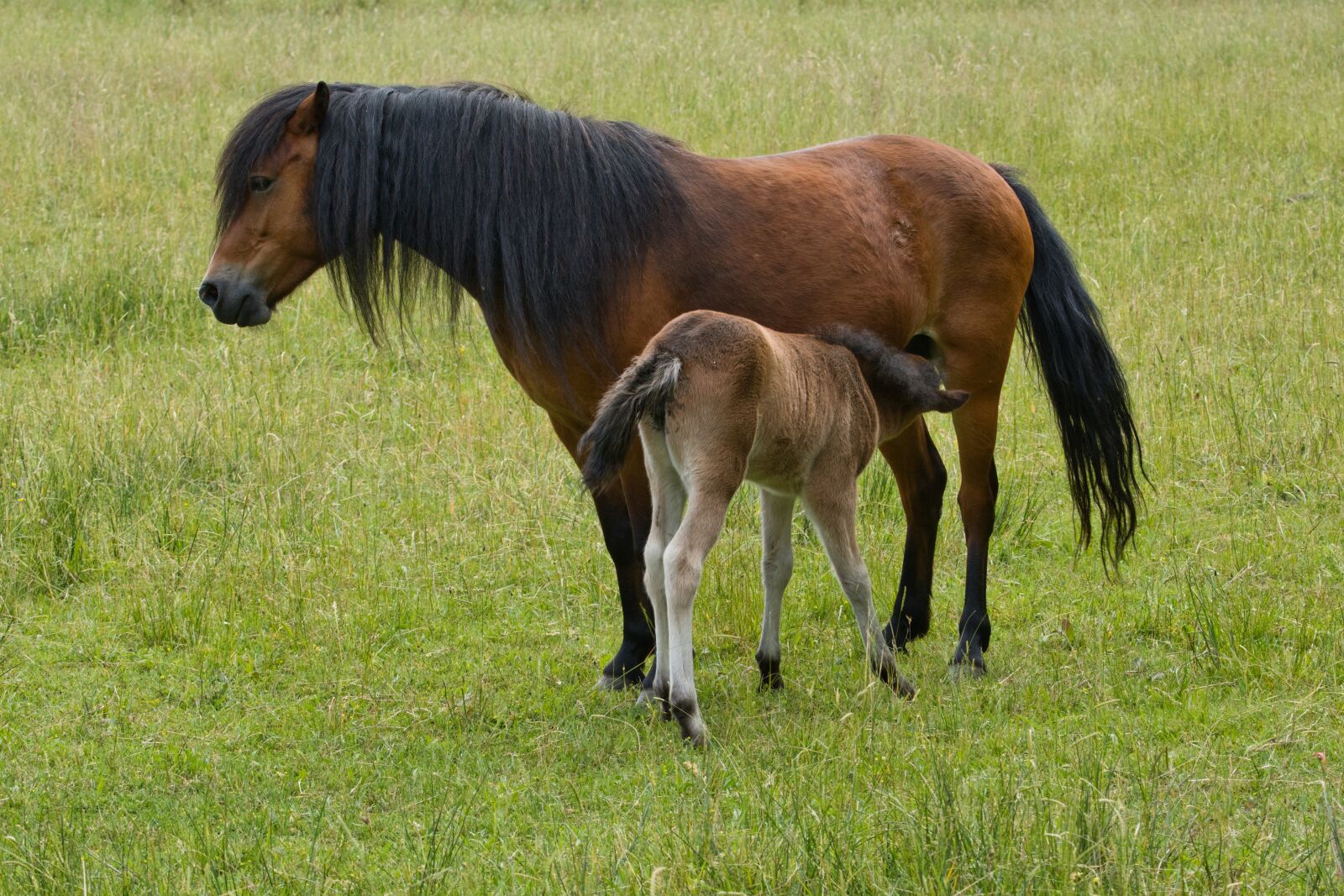 Sony FE 70-200mm F4 G OSS sample photo. Pony farm, foal, young photography