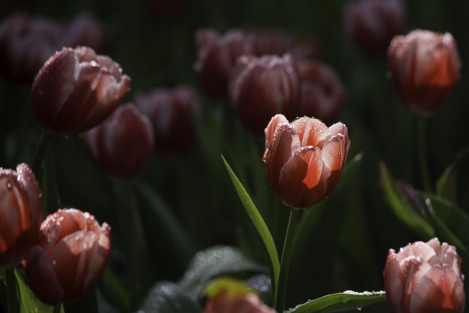 Nikon D5200 sample photo. Tulip, pink tulips, flower photography