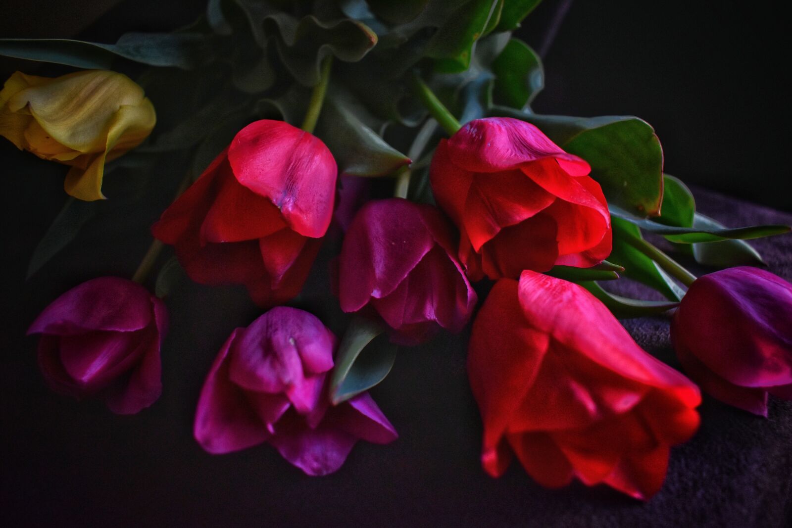 Nikon D3500 sample photo. Tulips, flowers, spring photography