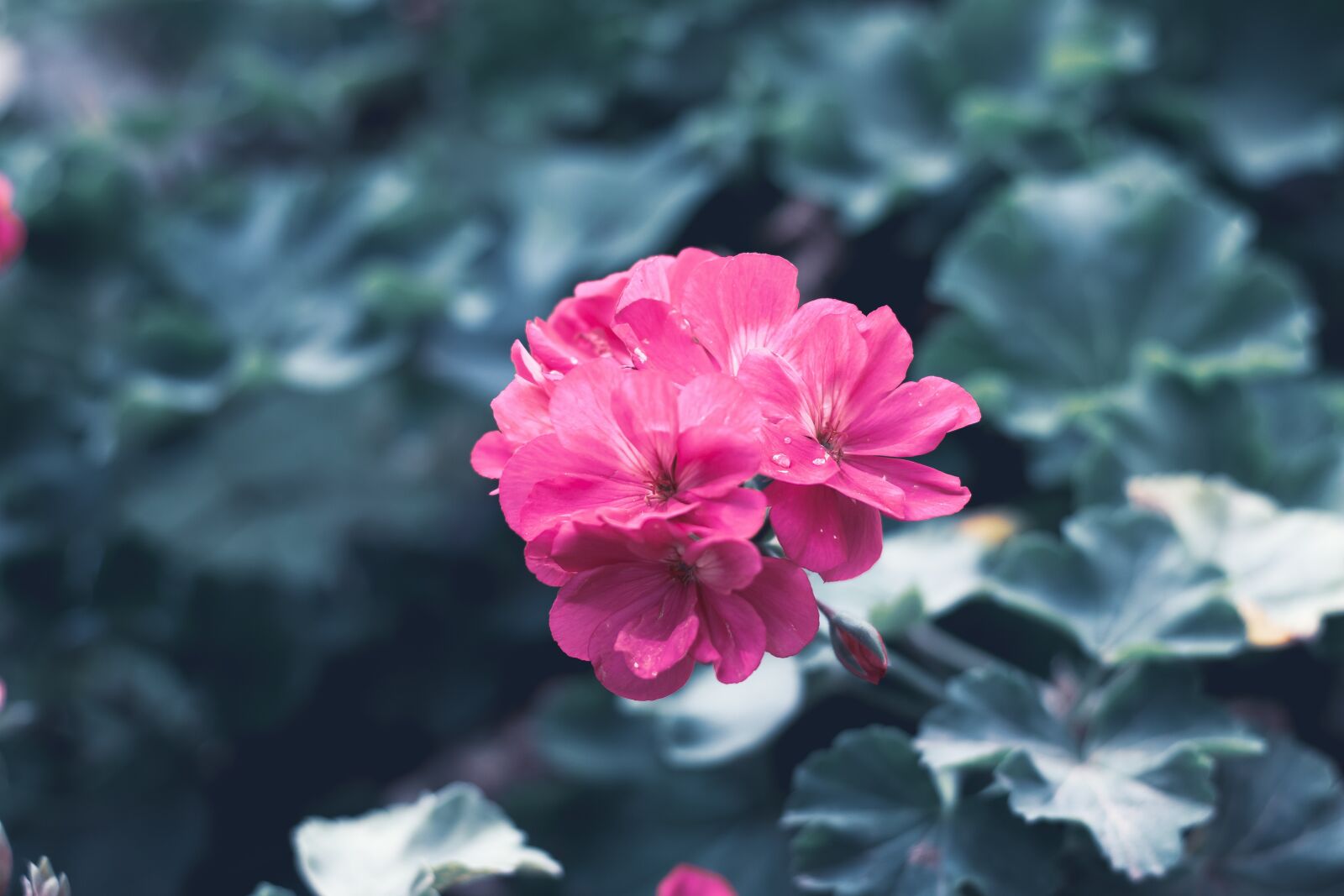 Canon EOS 70D + Canon EF 50mm F1.8 STM sample photo. Flower, flora, pink photography
