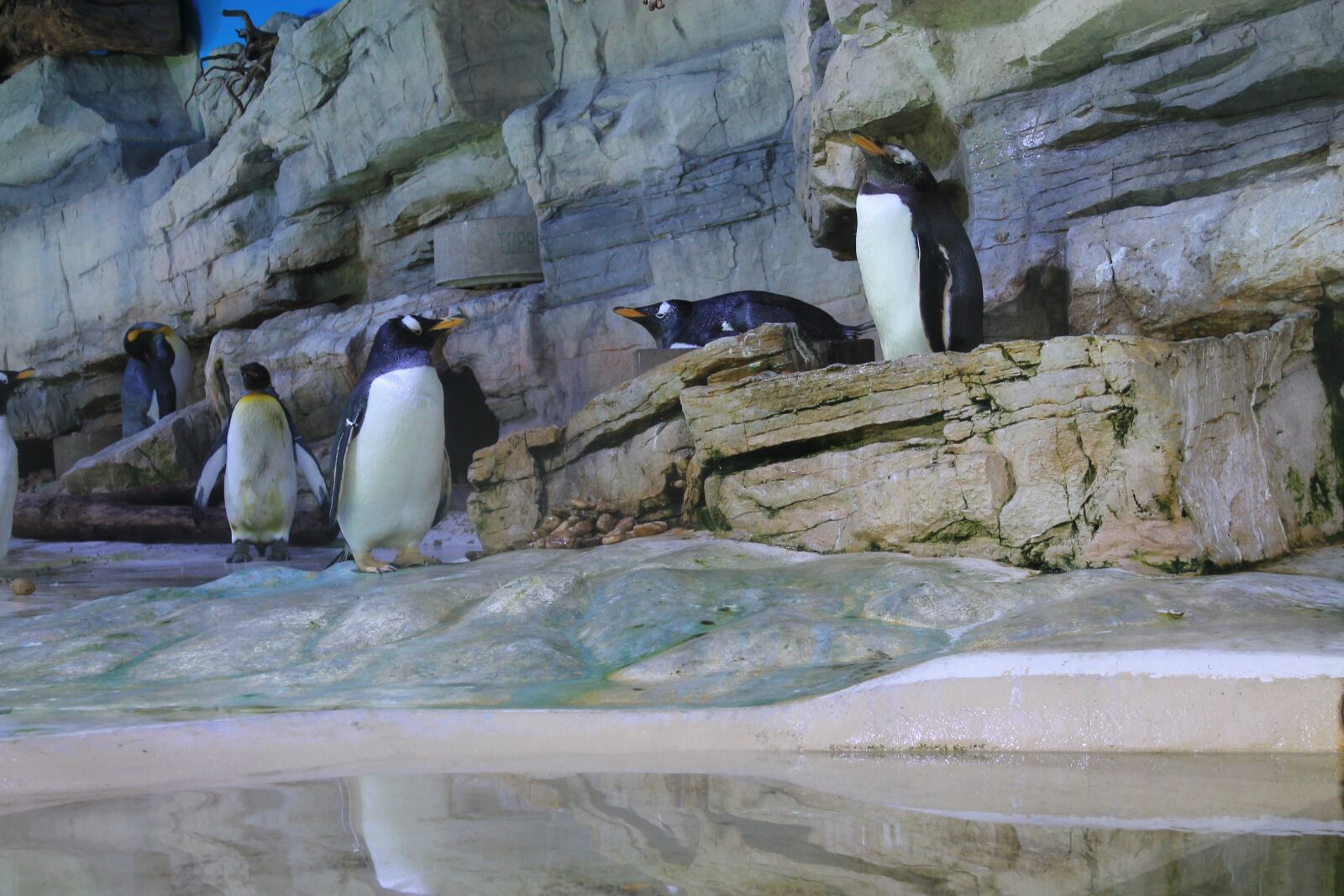 Canon EOS 1100D (EOS Rebel T3 / EOS Kiss X50) sample photo. Penguin, colony, penguins photography