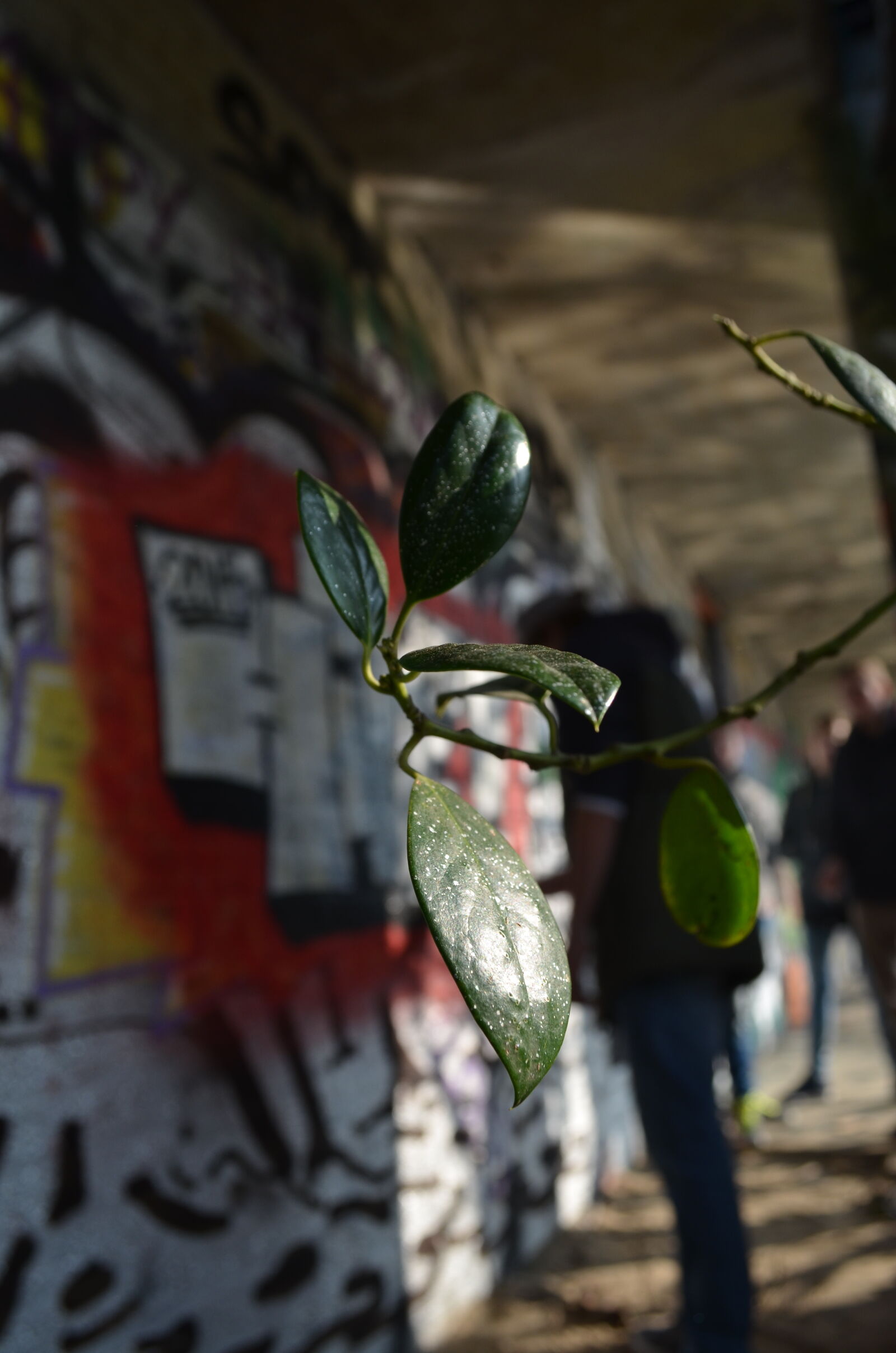Nikon D5100 sample photo. Flower, grafiti, paint, paint photography