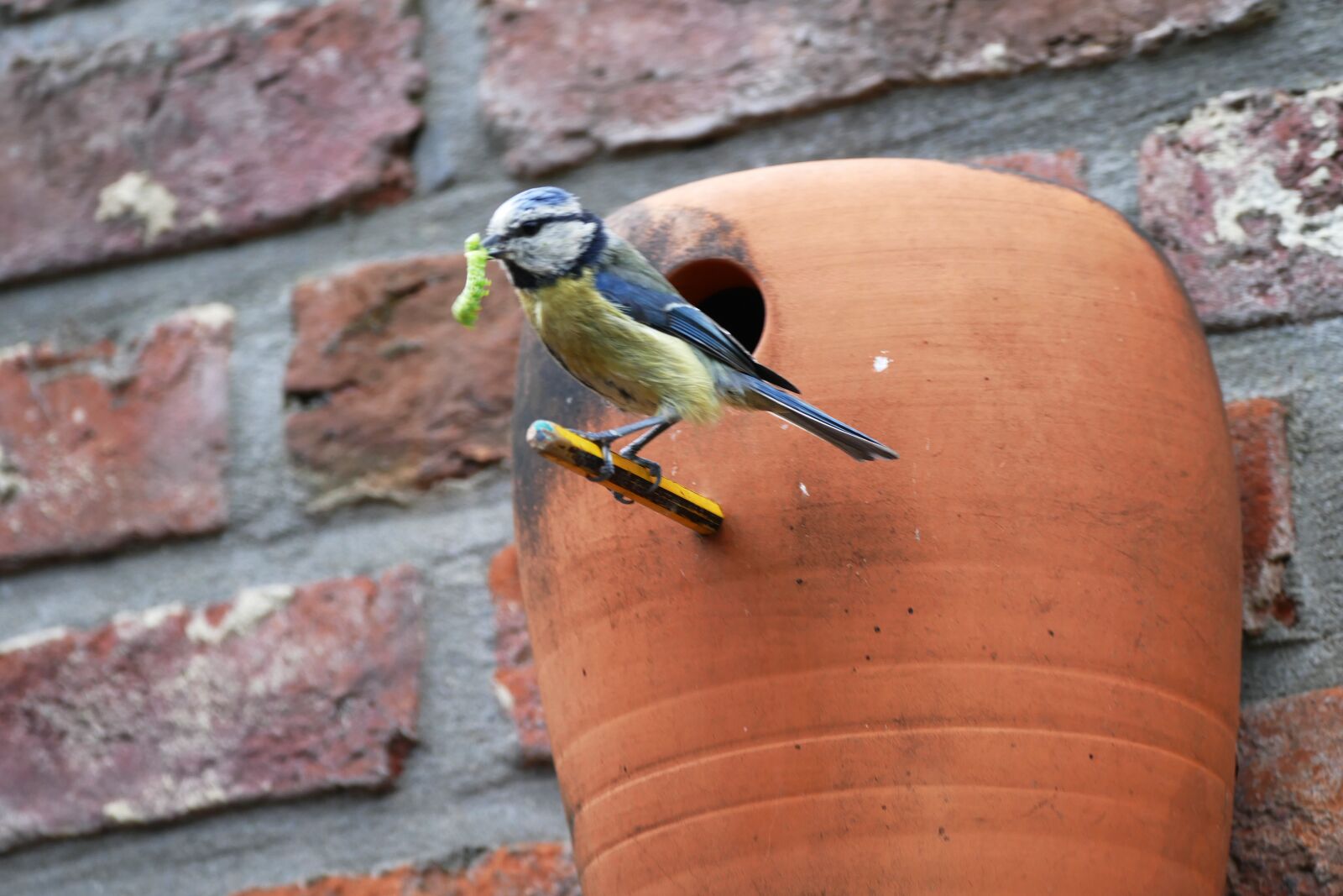 Panasonic Lumix DMC-FZ1000 sample photo. Great tit, mezenkastje, nest photography