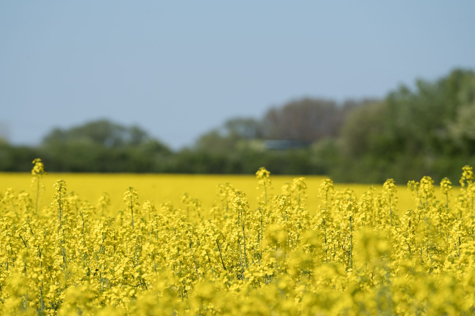 Sony a6300 + Sony FE 70-200mm F4 G OSS sample photo. Oilseed rape, field, yellow photography