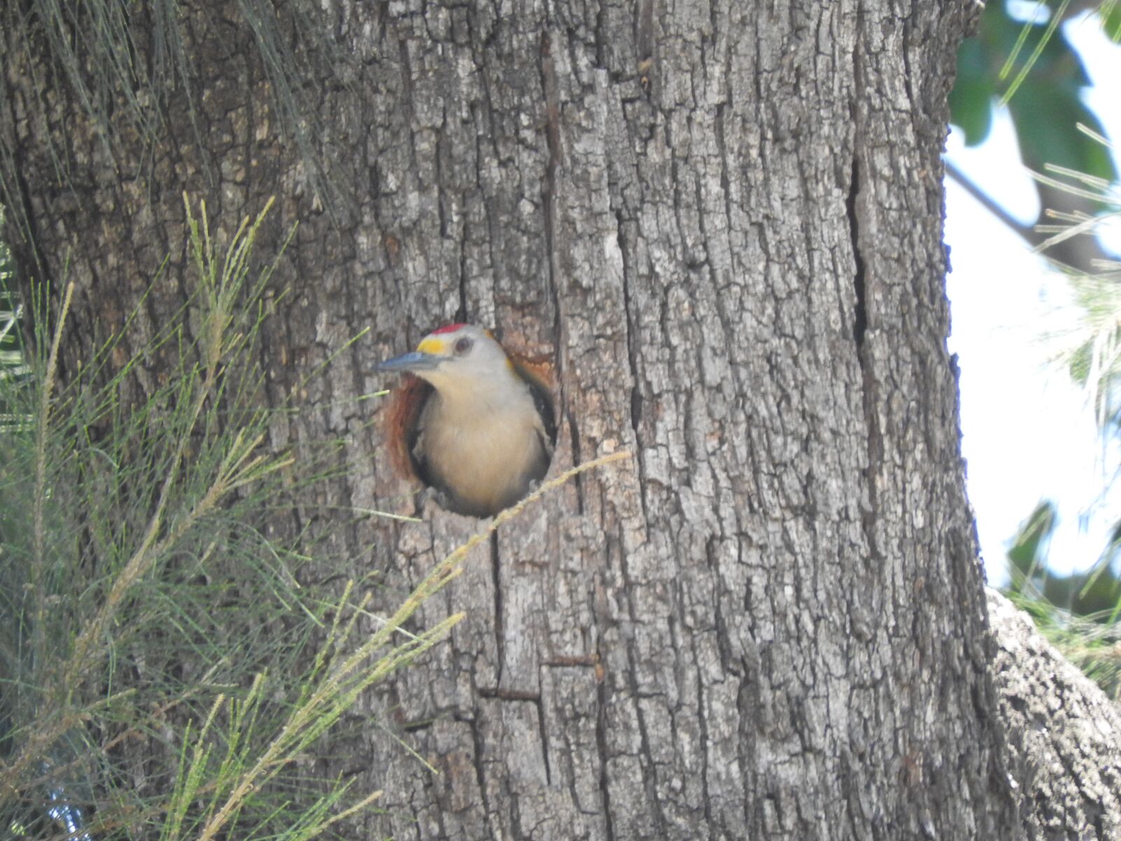 Nikon Coolpix P610 sample photo. Melanerpes aurifrons, carpenter, woodpecker photography