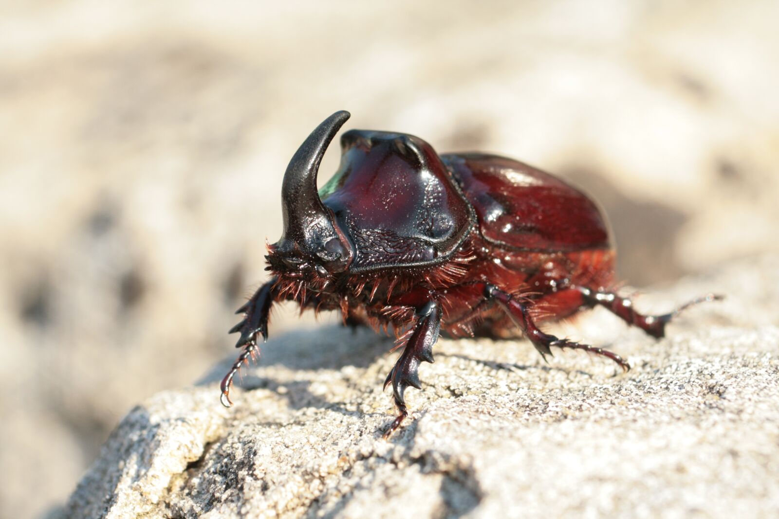 Canon EOS 400D (EOS Digital Rebel XTi / EOS Kiss Digital X) sample photo. Rhinoceros beetle, beetle, oryctes photography