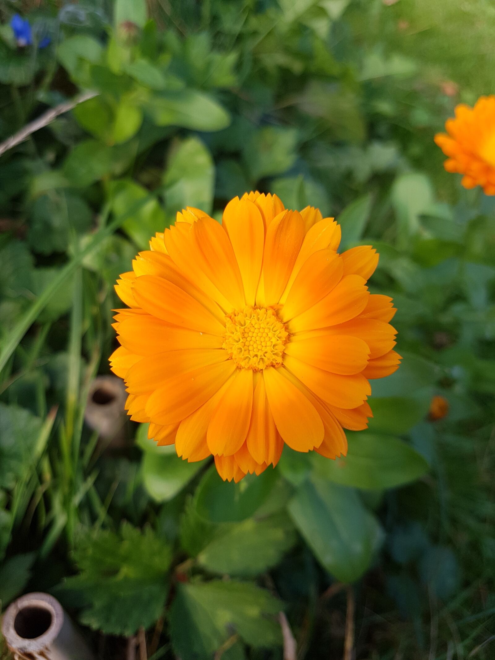 Samsung Galaxy S7 Edge sample photo. Flower, nature, green photography