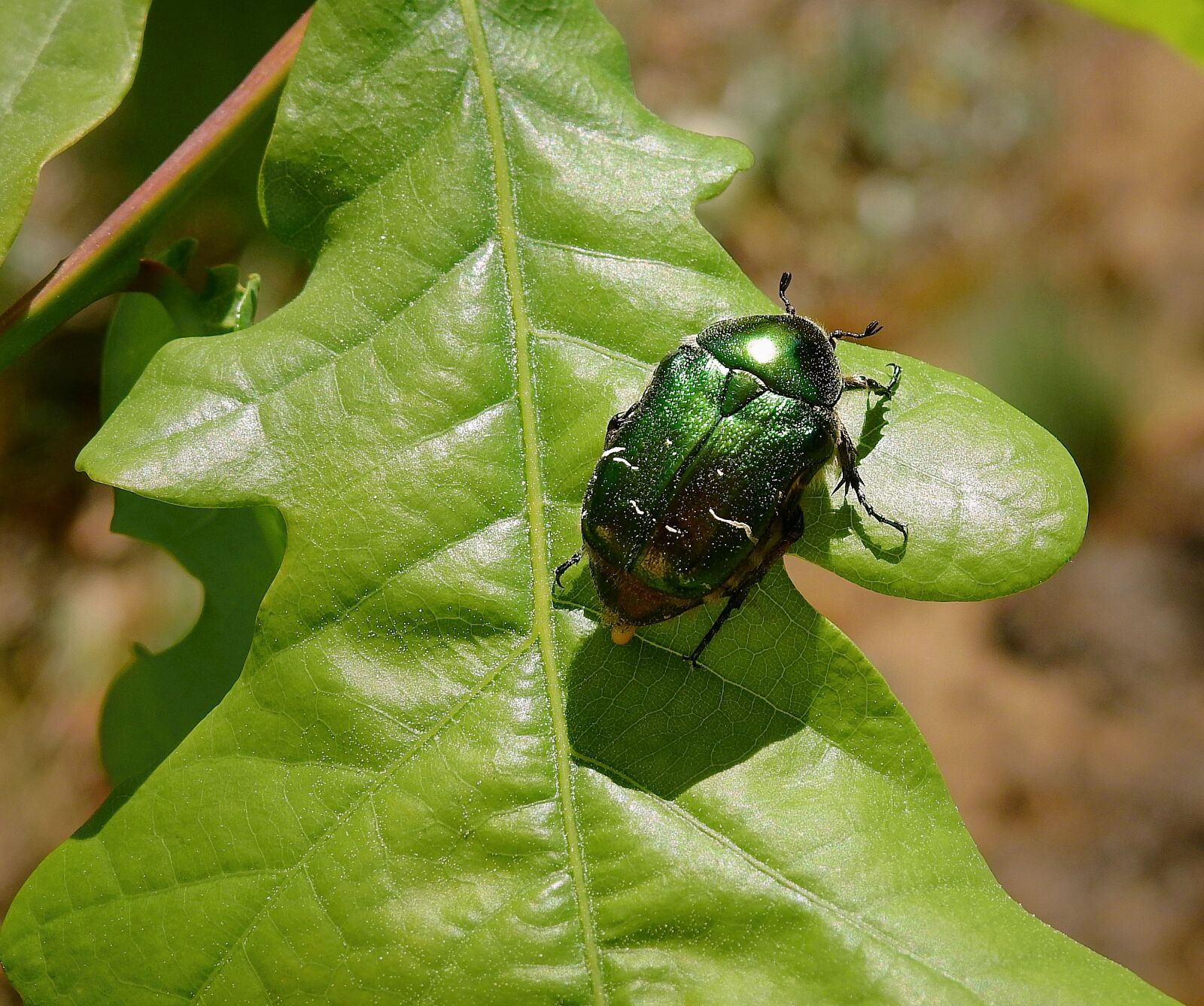 Nikon Coolpix P900 sample photo. Insect, green beetle, nature photography