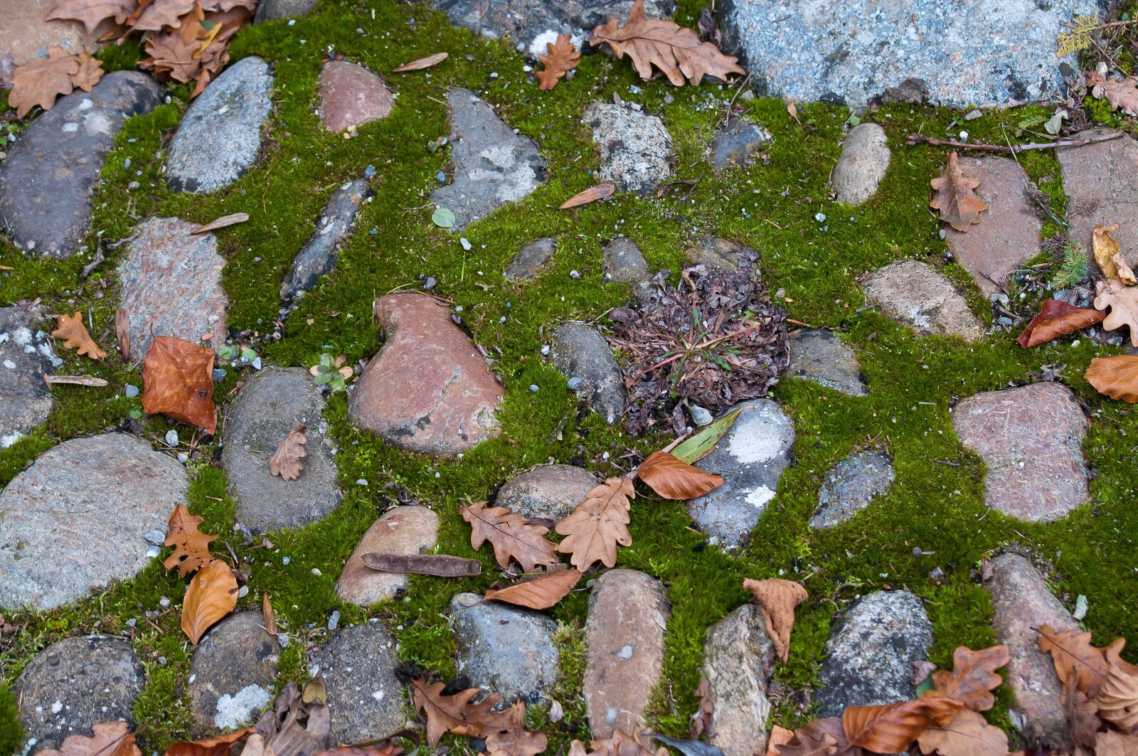 Nikon D90 sample photo. Away, moss, stones photography