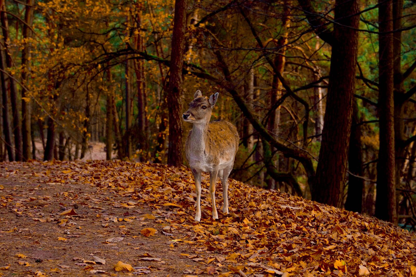 Nikon D750 sample photo. Roe deer, autumn, wild photography
