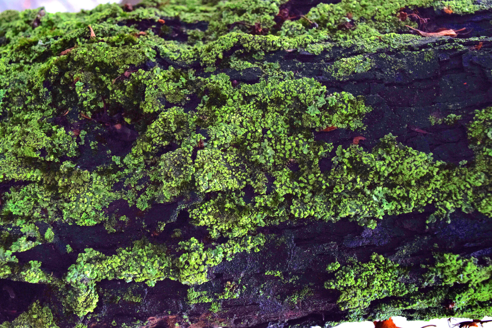 Nikon D3300 sample photo. Mech, moss, tree, tree photography