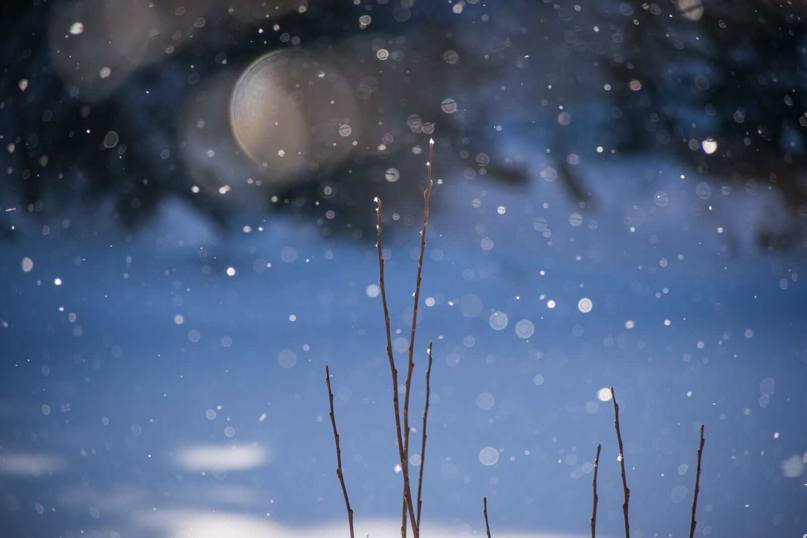 Nikon D5300 sample photo. Winter, frost, snow photography