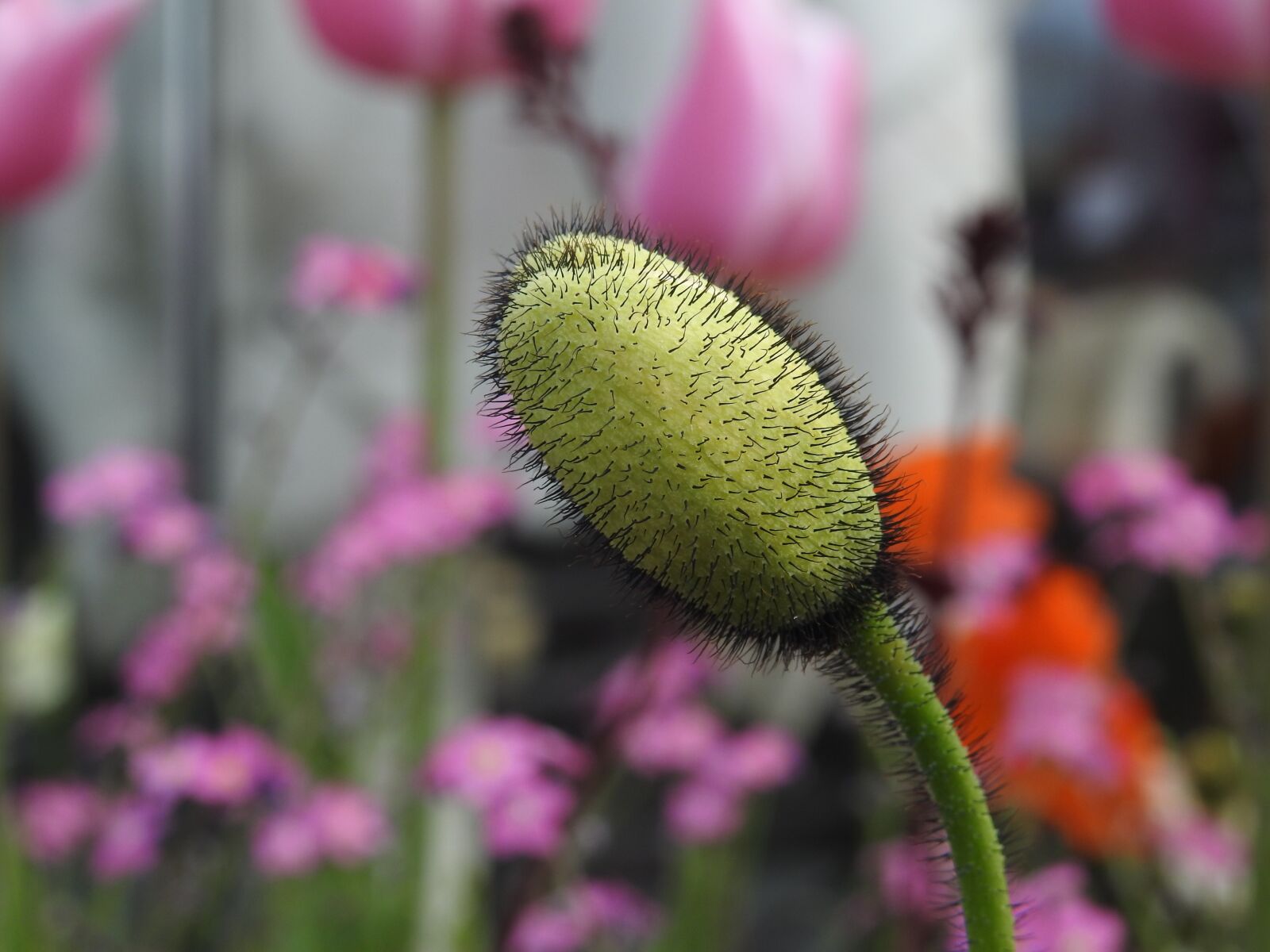 Nikon Coolpix P900 sample photo. Pistil, bud, petals photography