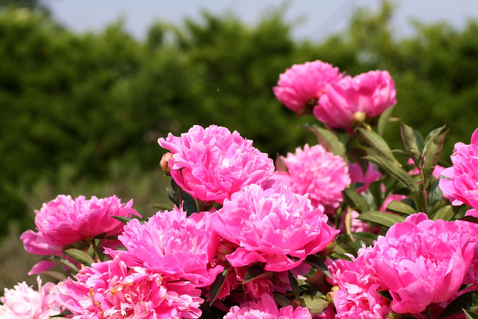 Canon EOS 350D (EOS Digital Rebel XT / EOS Kiss Digital N) sample photo. Flowers, peonies, pink photography