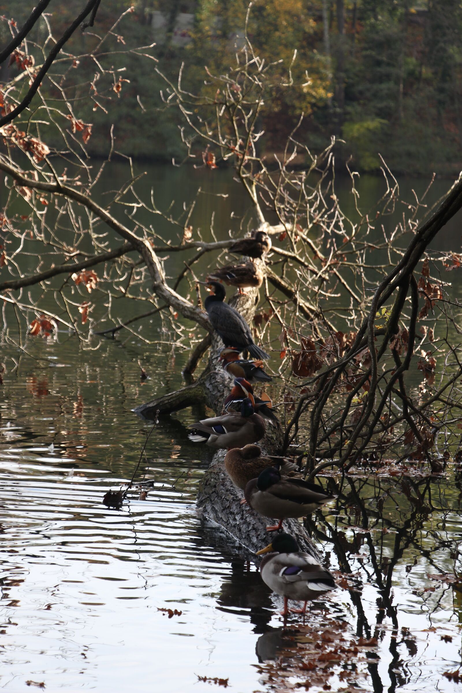 Canon EOS 700D (EOS Rebel T5i / EOS Kiss X7i) + Canon EF-S 18-135mm F3.5-5.6 IS STM sample photo. Ducks, log, water photography