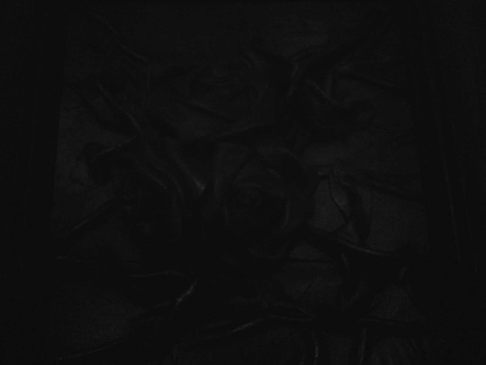 iPhone 4 back camera 3.85mm f/2.8 sample photo. Allblack, allblackeverything, roses photography
