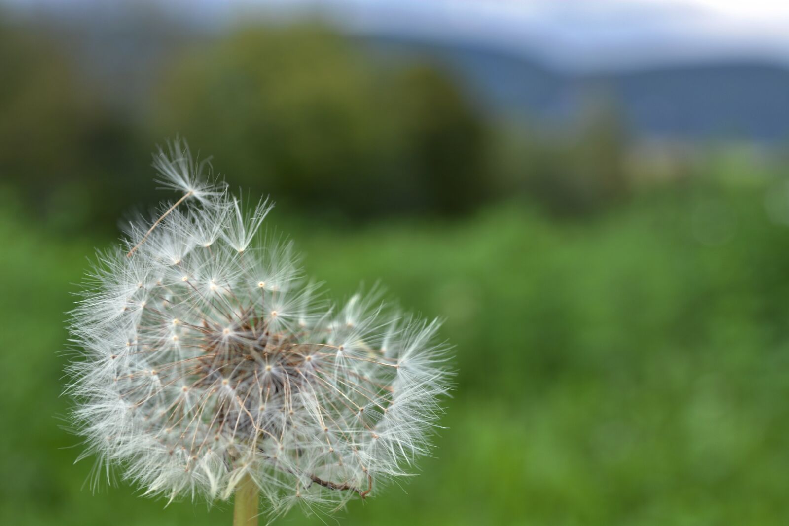Nikon D5200 sample photo. Flowers, nature, dandelion photography