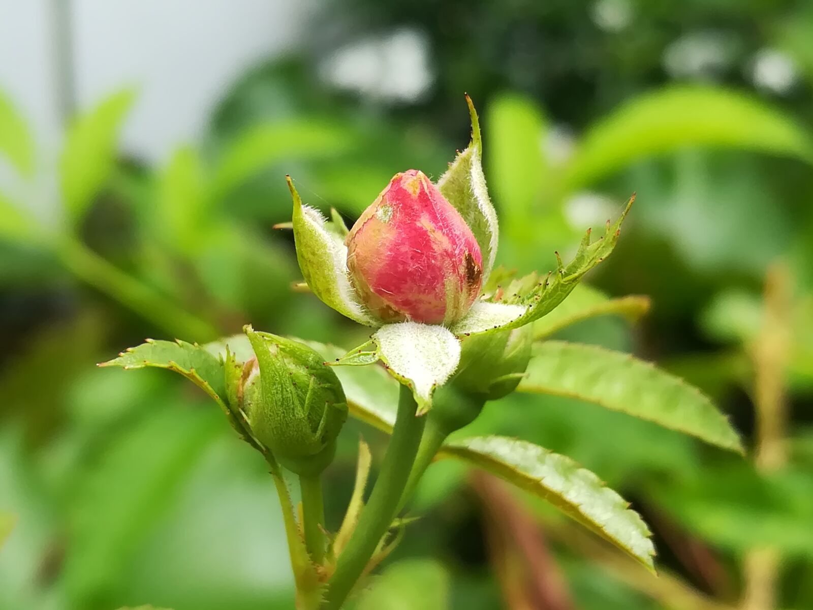 HUAWEI GR5 2017 sample photo. Rose, red, autumn leaves photography