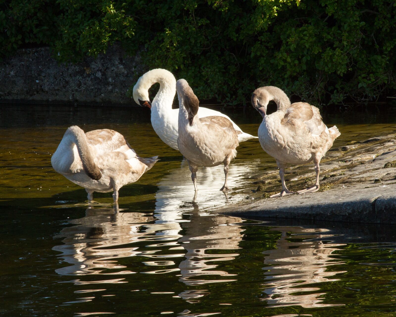 Canon EOS 7D sample photo. Swans, galway, ireland photography