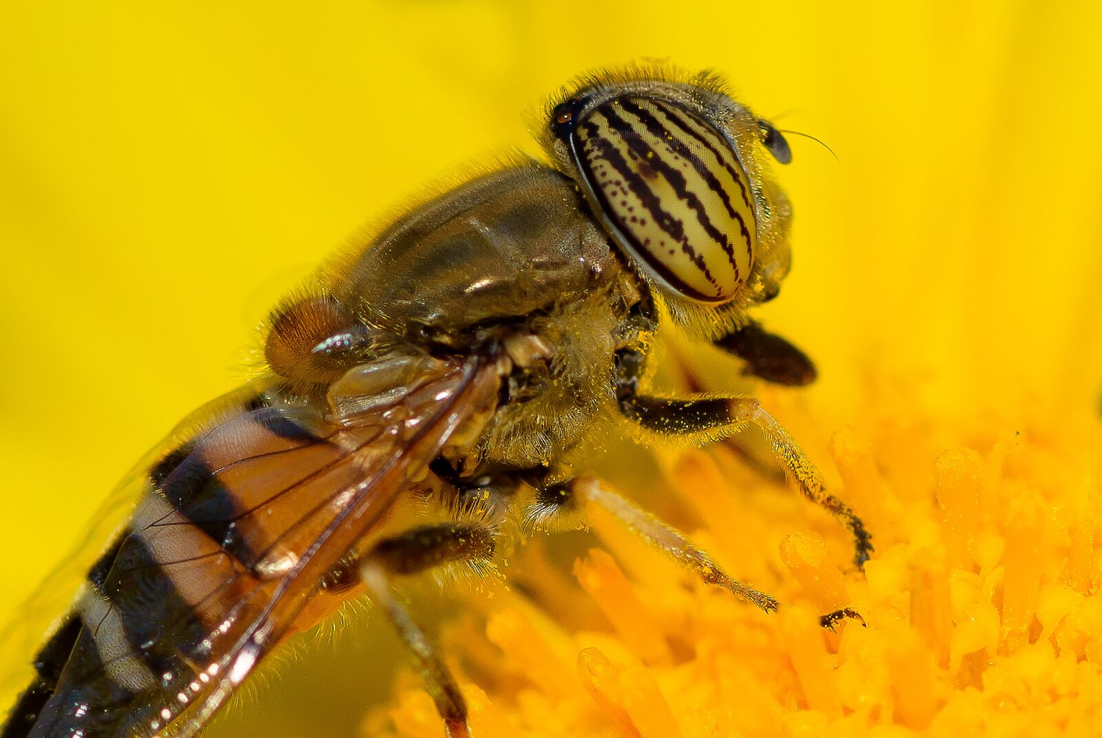 Nikon D810 sample photo. Eristalinus, fly, nature photography
