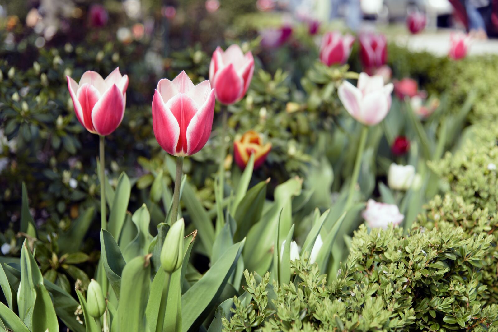 Nikon D750 sample photo. Tulip, red, colourful photography