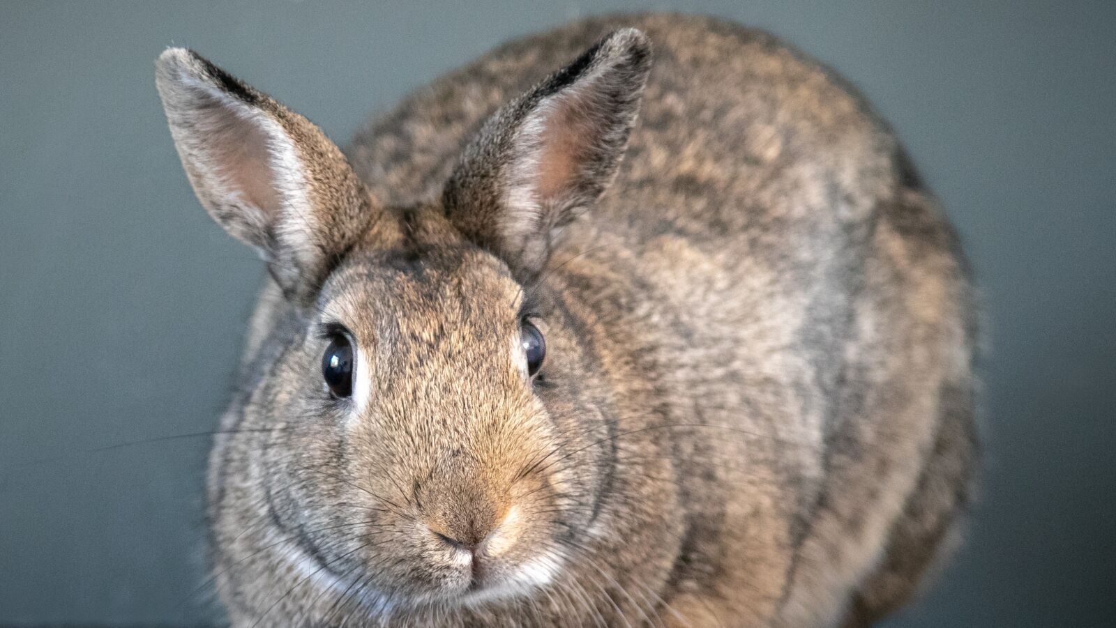 Canon EOS 7D Mark II sample photo. Rabbit, animal, nature photography