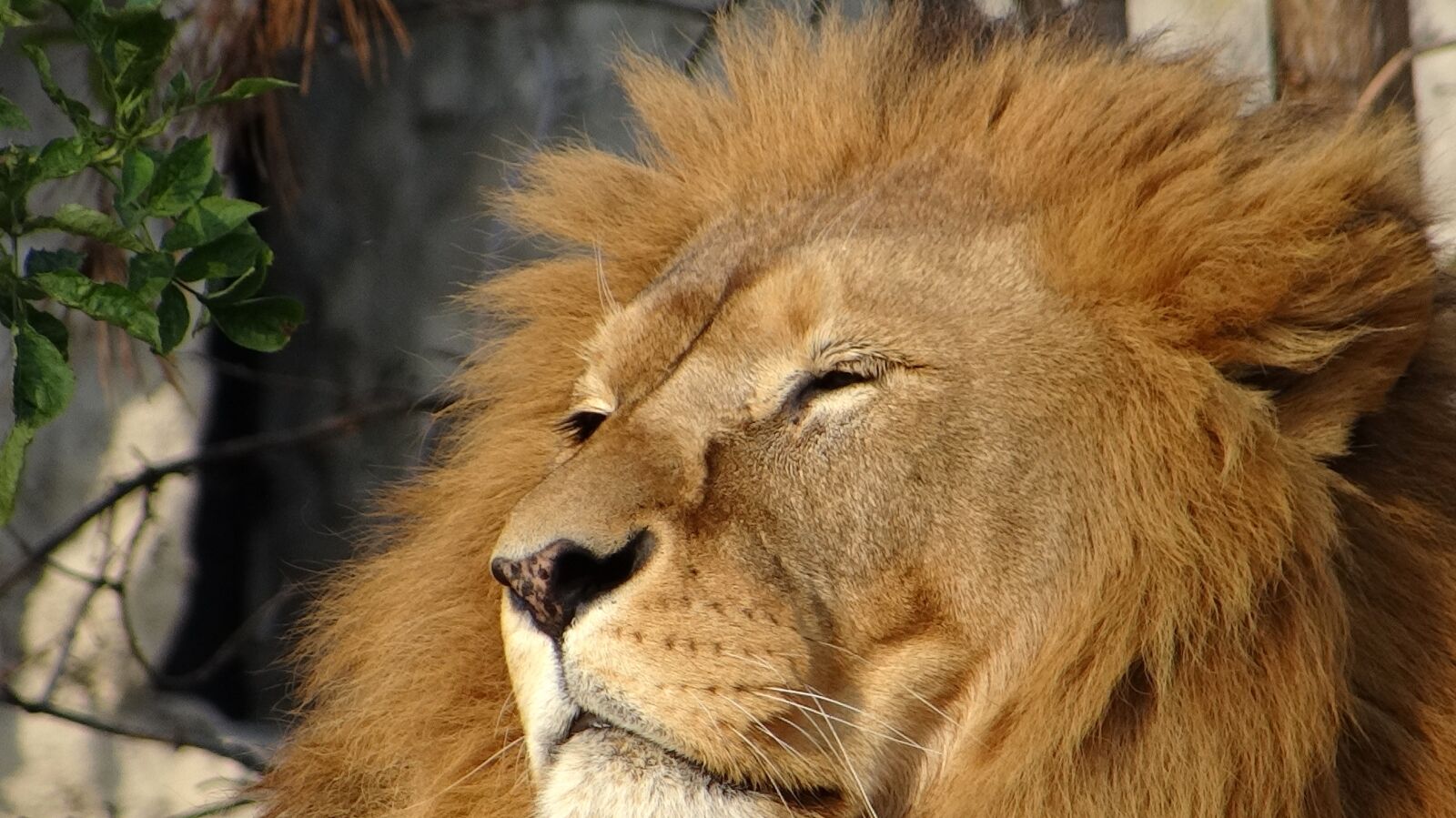 Sony DSC-HX200V sample photo. Lion, mammal, the king photography