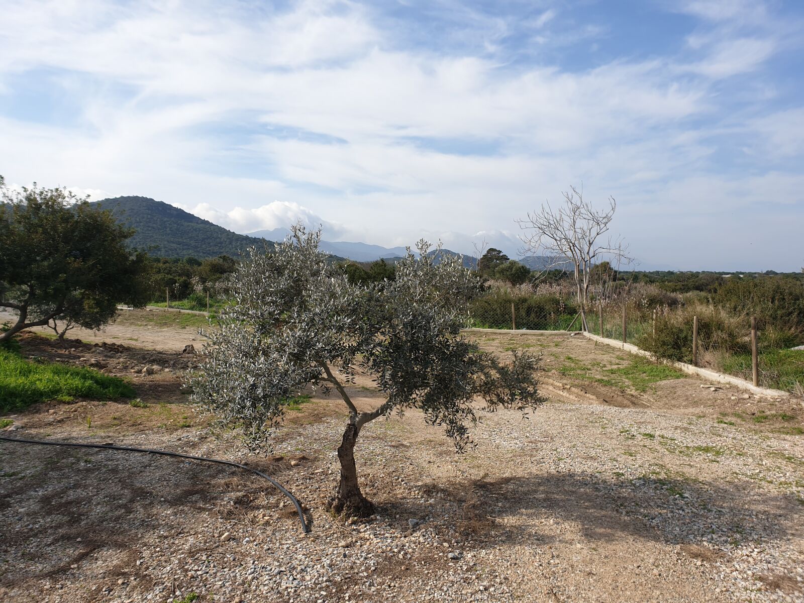 Samsung Galaxy S9+ sample photo. North cyprus, landscape, stunted photography