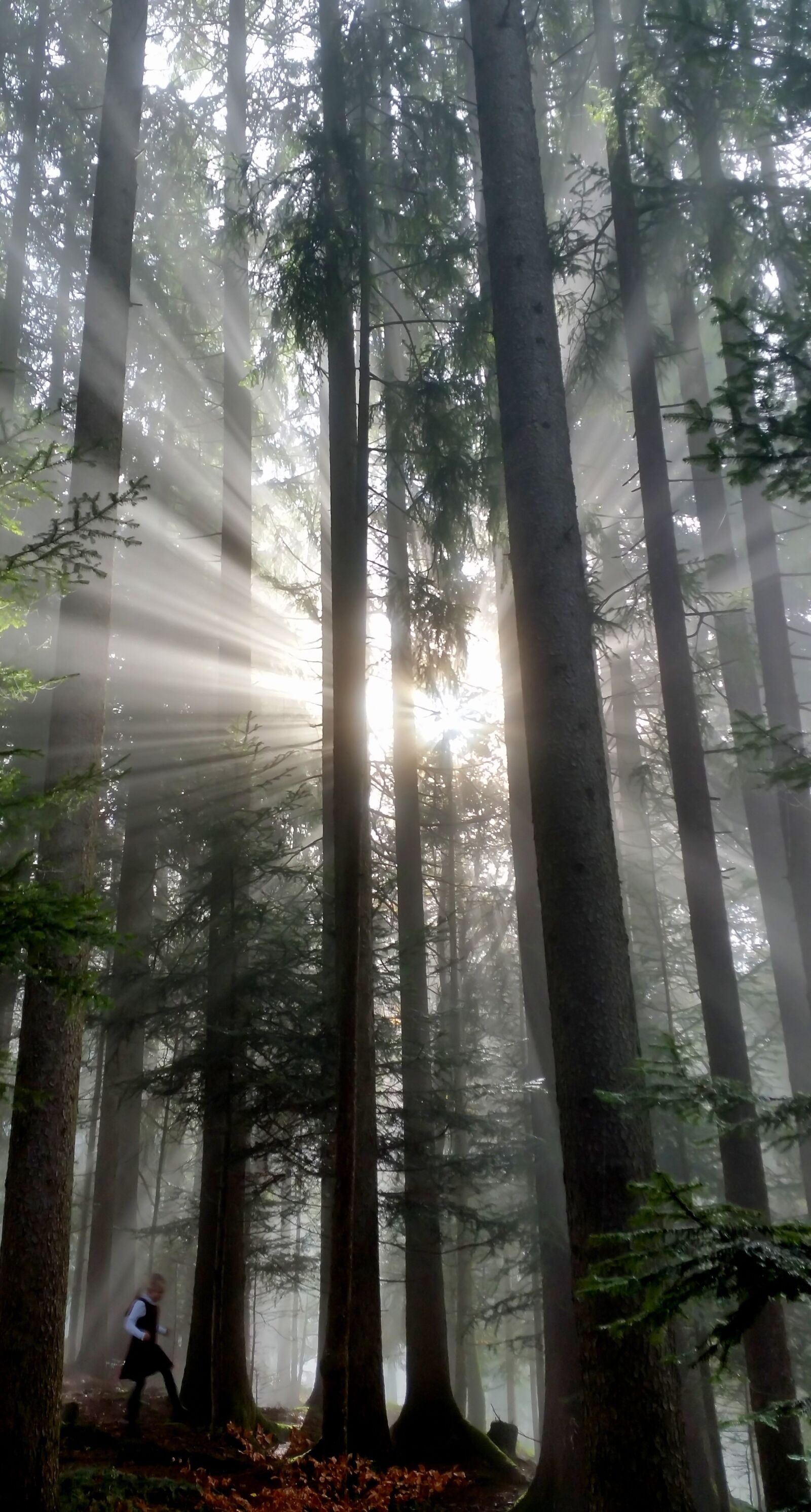 Samsung Galaxy S5 sample photo. Forest, fog, light photography