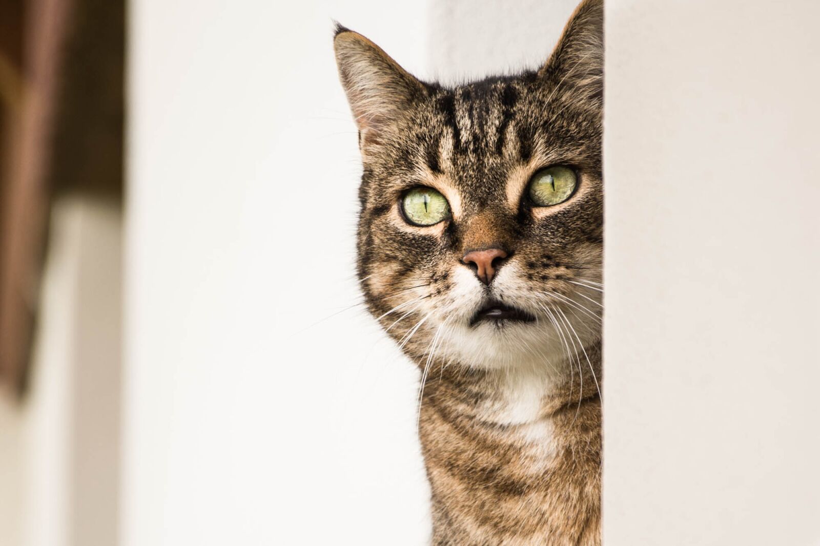 Nikon D7200 sample photo. Cat, animal, cat head photography