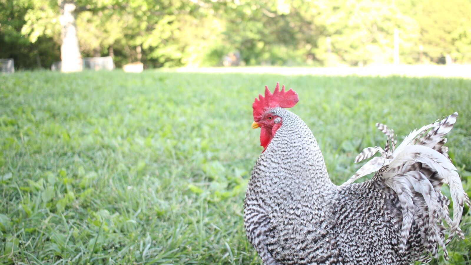 Canon EF-S 24mm F2.8 STM sample photo. Farm, feather, rooster, strut photography