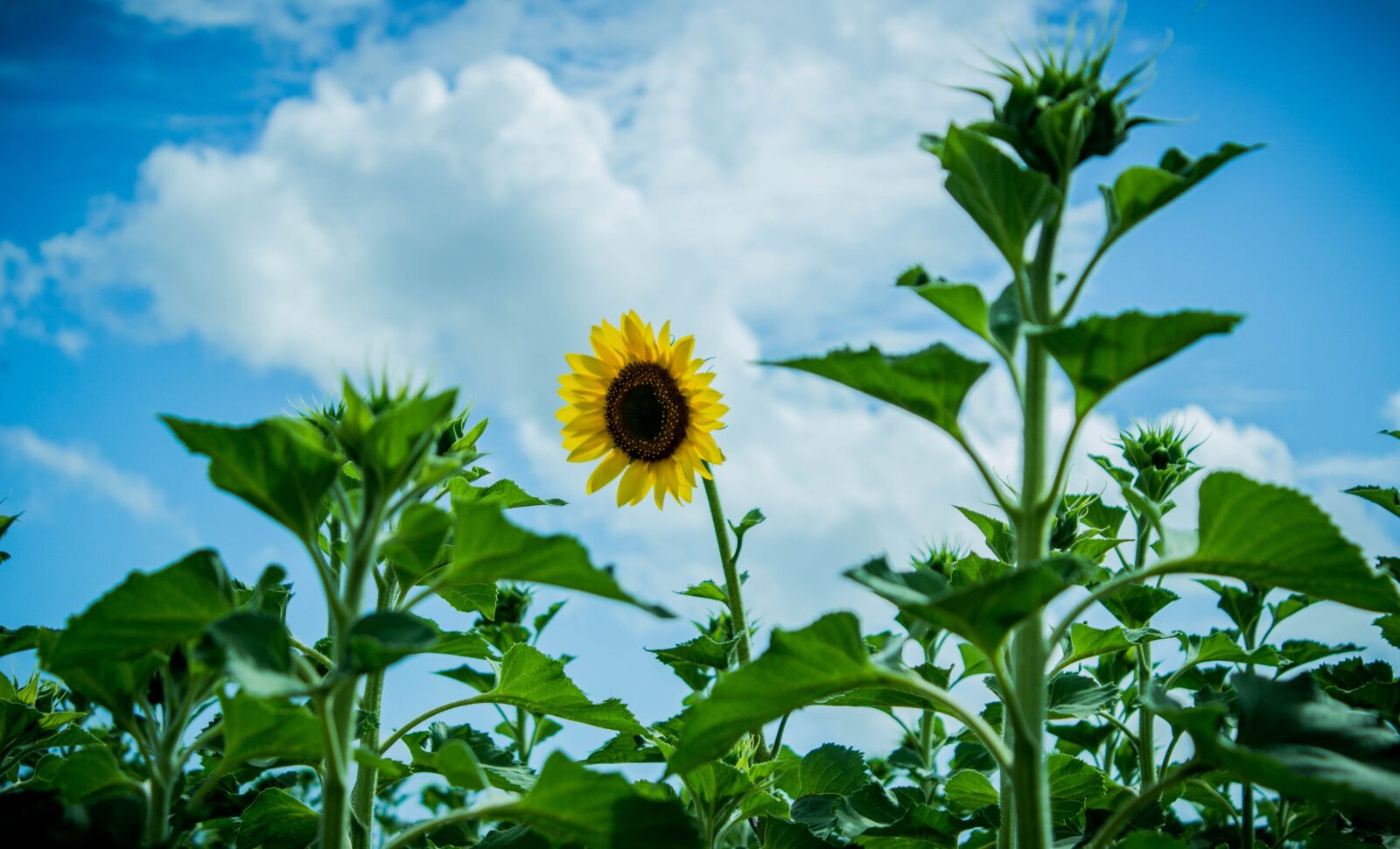 Canon EOS 600D (Rebel EOS T3i / EOS Kiss X5) sample photo. Nature, flowers, flower photography