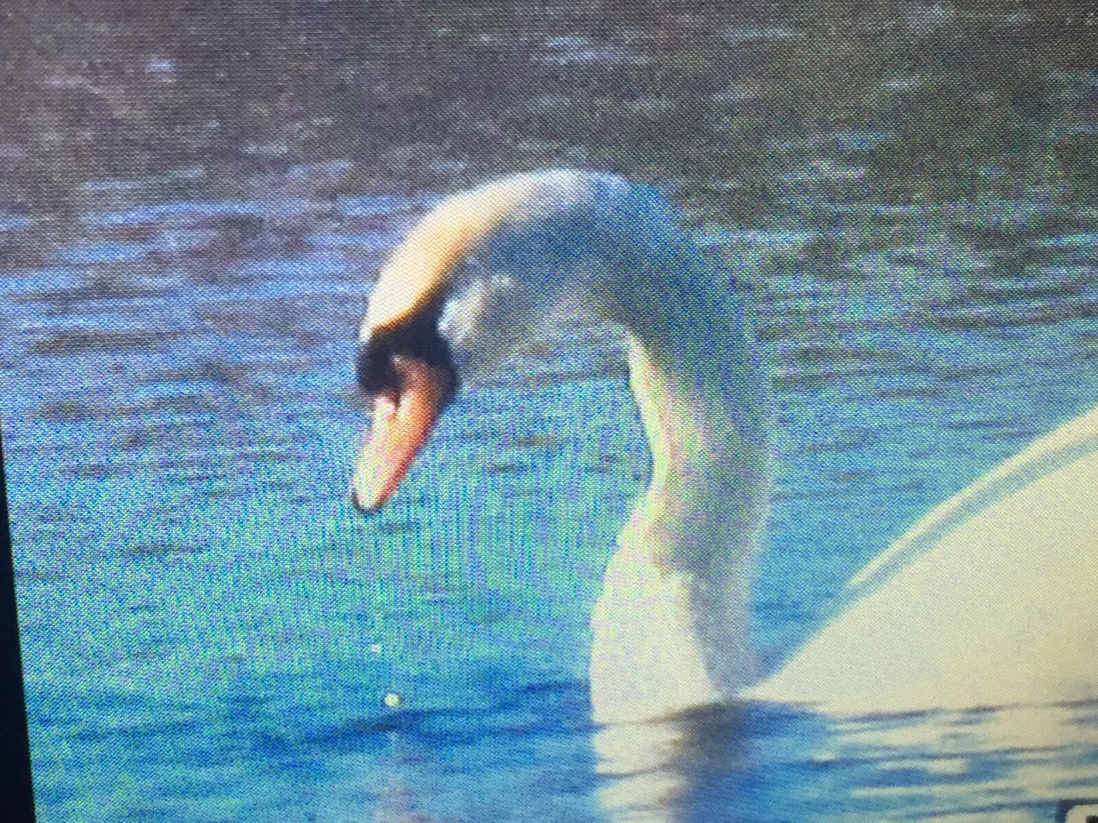 iPhone 6 back camera 4.15mm f/2.2 sample photo. Swan, birds, lakes photography