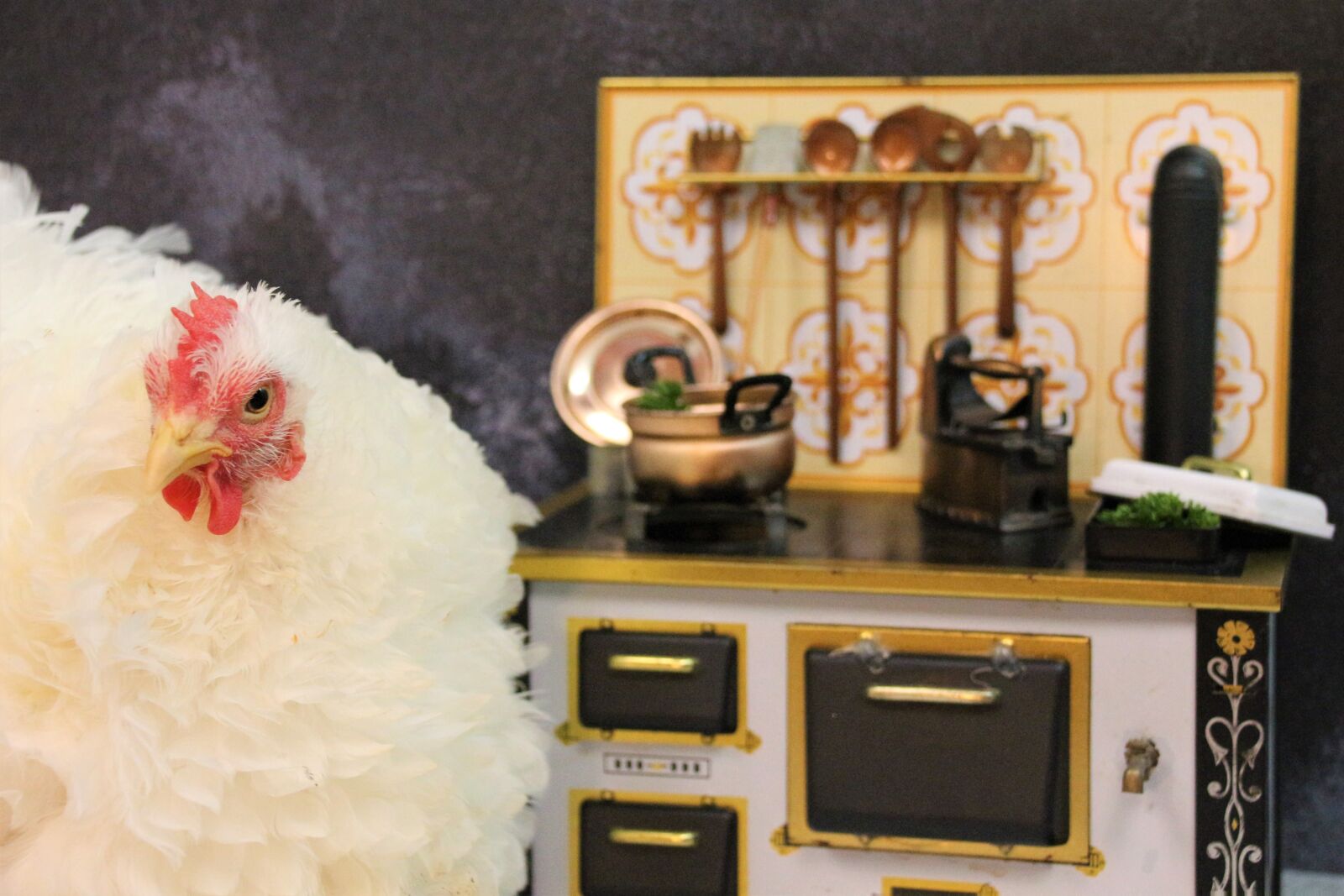 Canon EOS 700D (EOS Rebel T5i / EOS Kiss X7i) sample photo. Chicken, bird, animal photography