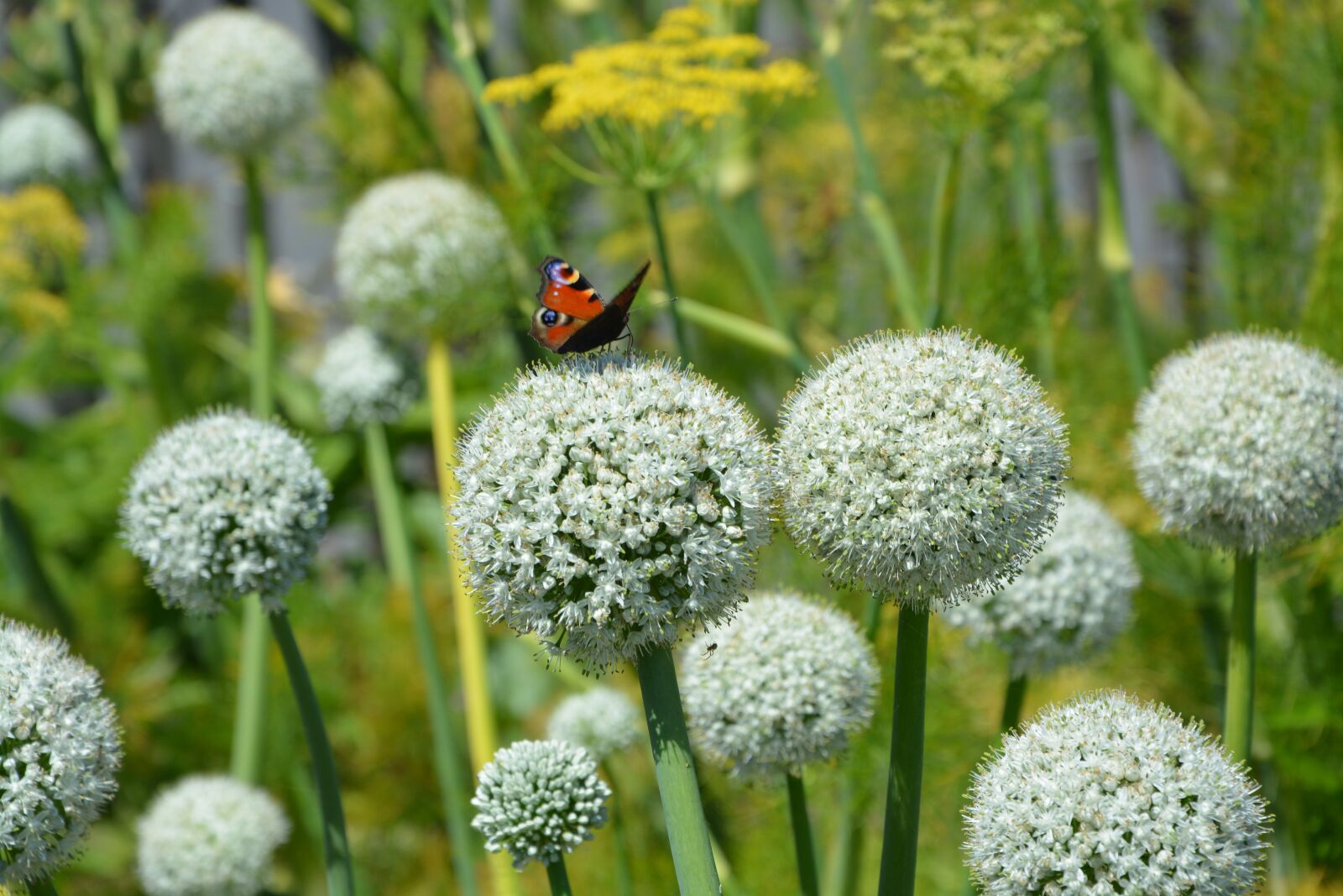 Nikon D5200 sample photo. Butterfly, flower, white photography