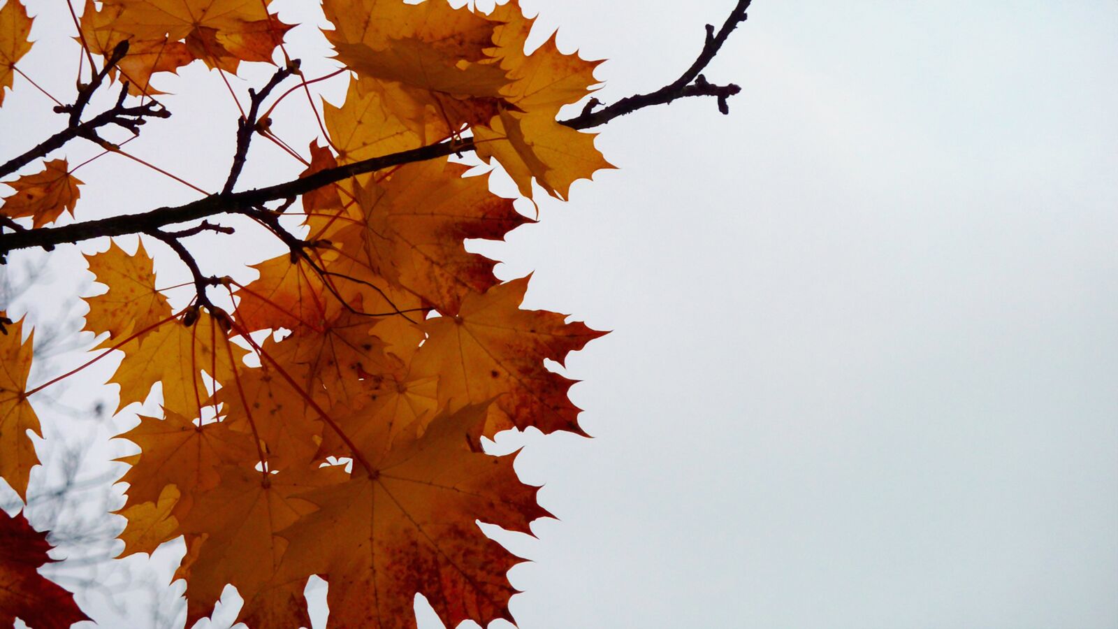 Panasonic DMC-TZ7 sample photo. Autumn, leaves, fall leaves photography