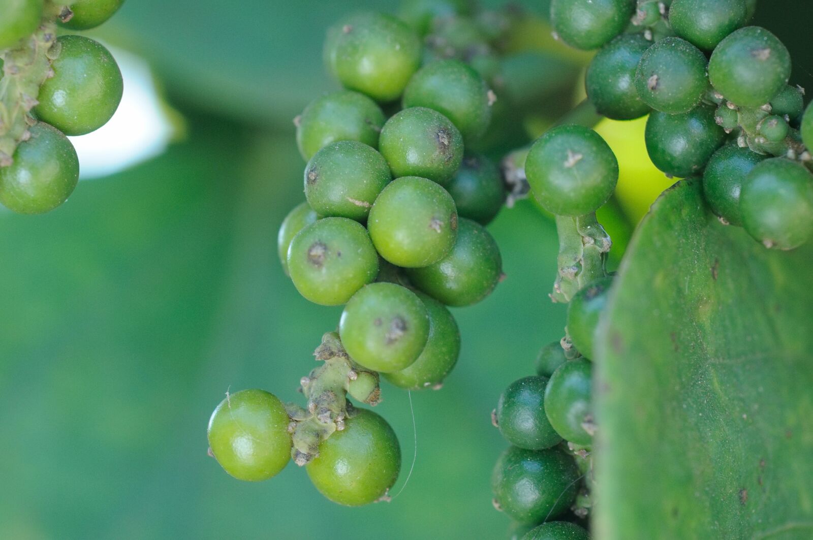 Nikon D90 sample photo. Pepper, relish, spices photography