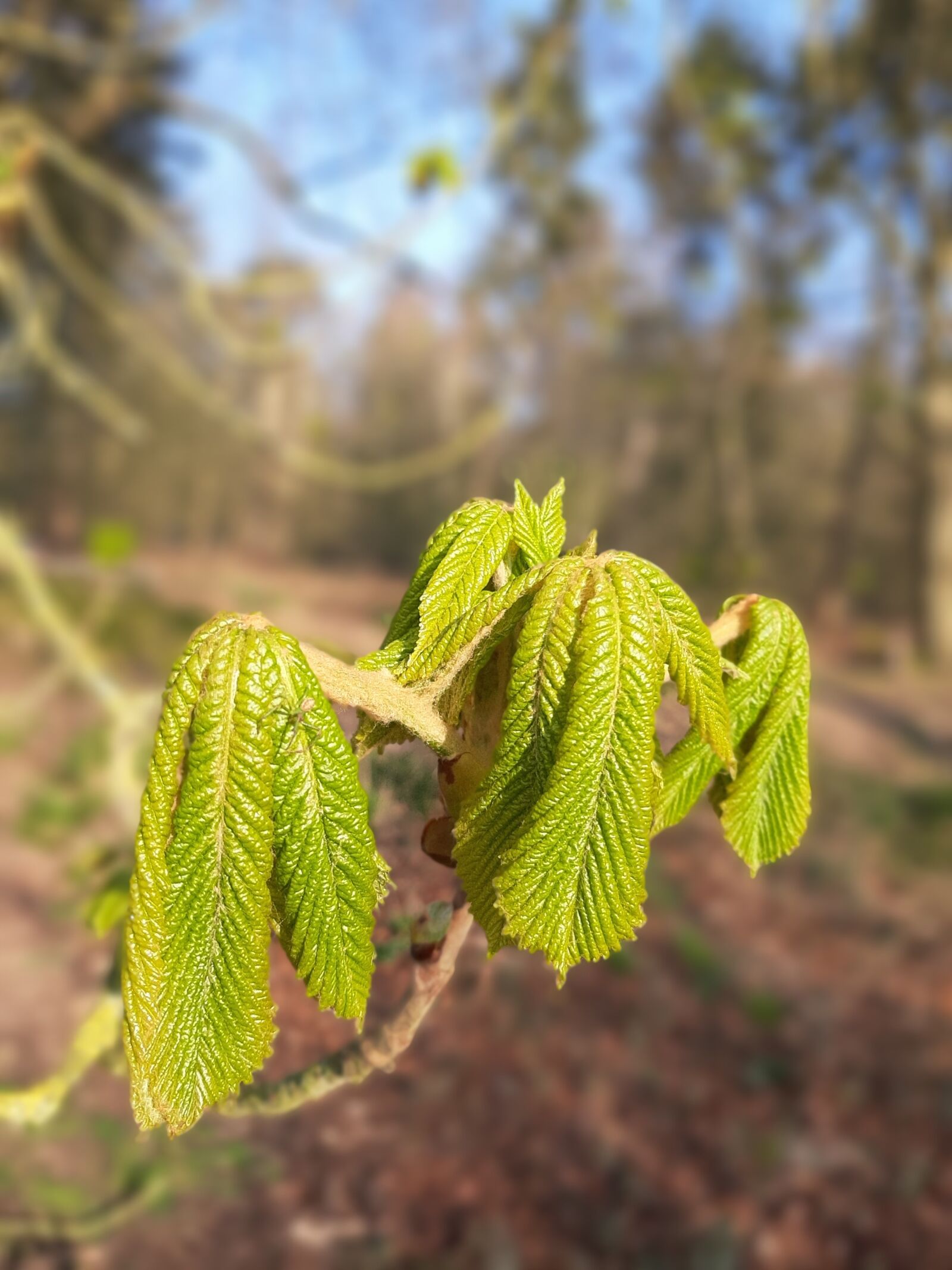 Samsung Galaxy A50 sample photo. Nature, landscape, tree photography