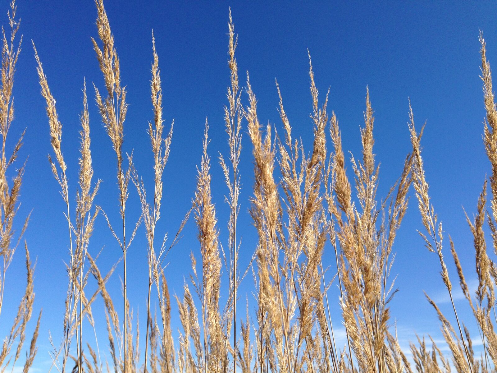 Apple iPhone 5 sample photo. Sky, blue, grasses photography