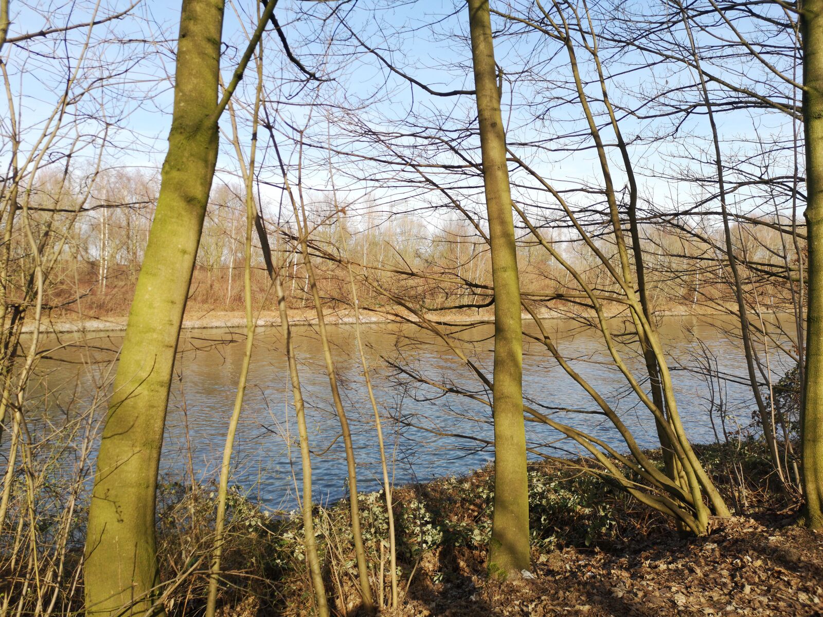 HUAWEI CLT-L29 sample photo. Trees, nature, water photography